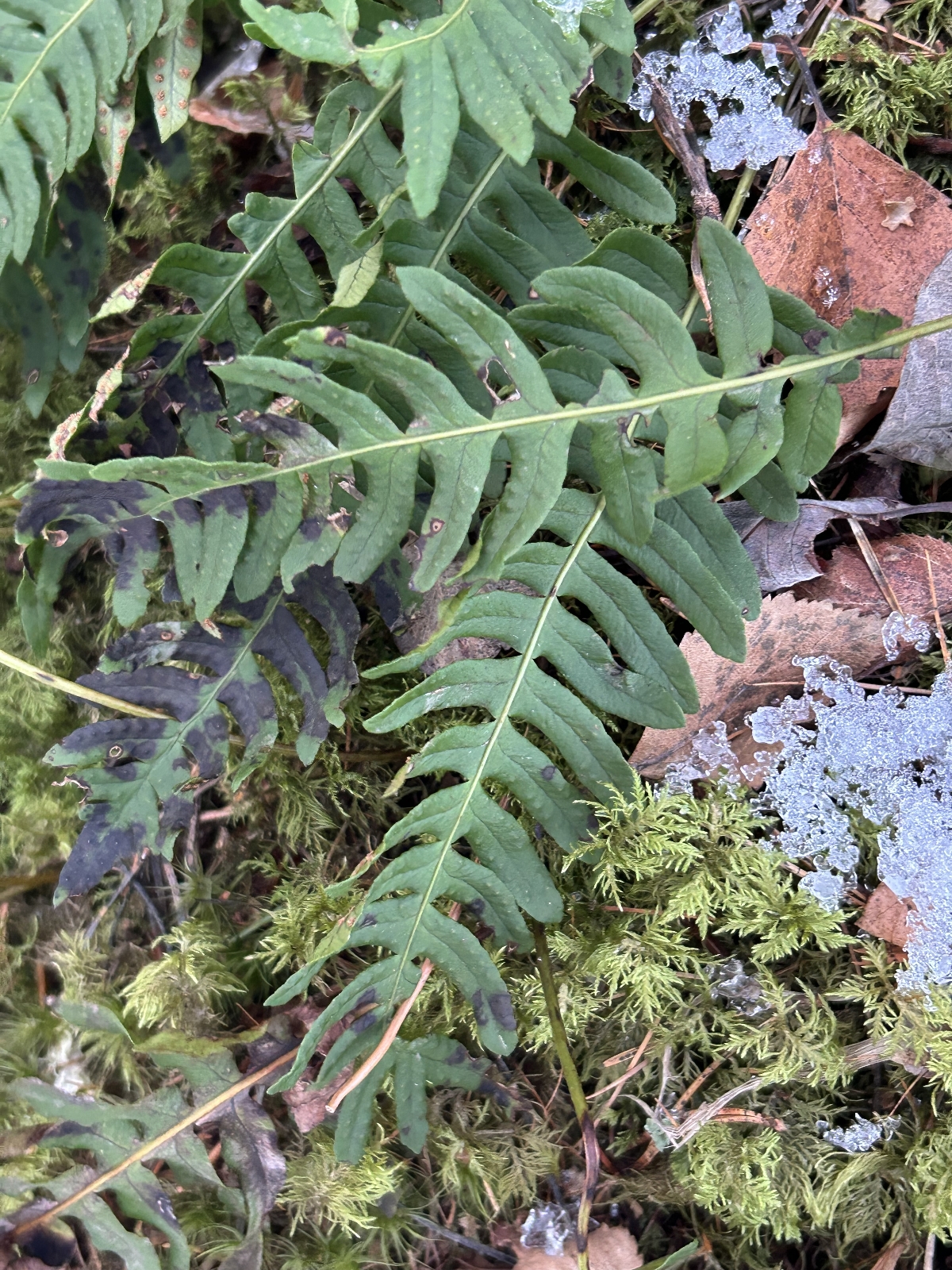 Polypodium vulgare (common polypody) (alternate view 9)