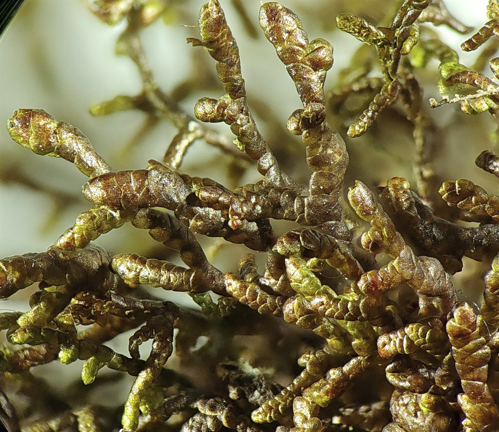 Frullania (Scaleworts)