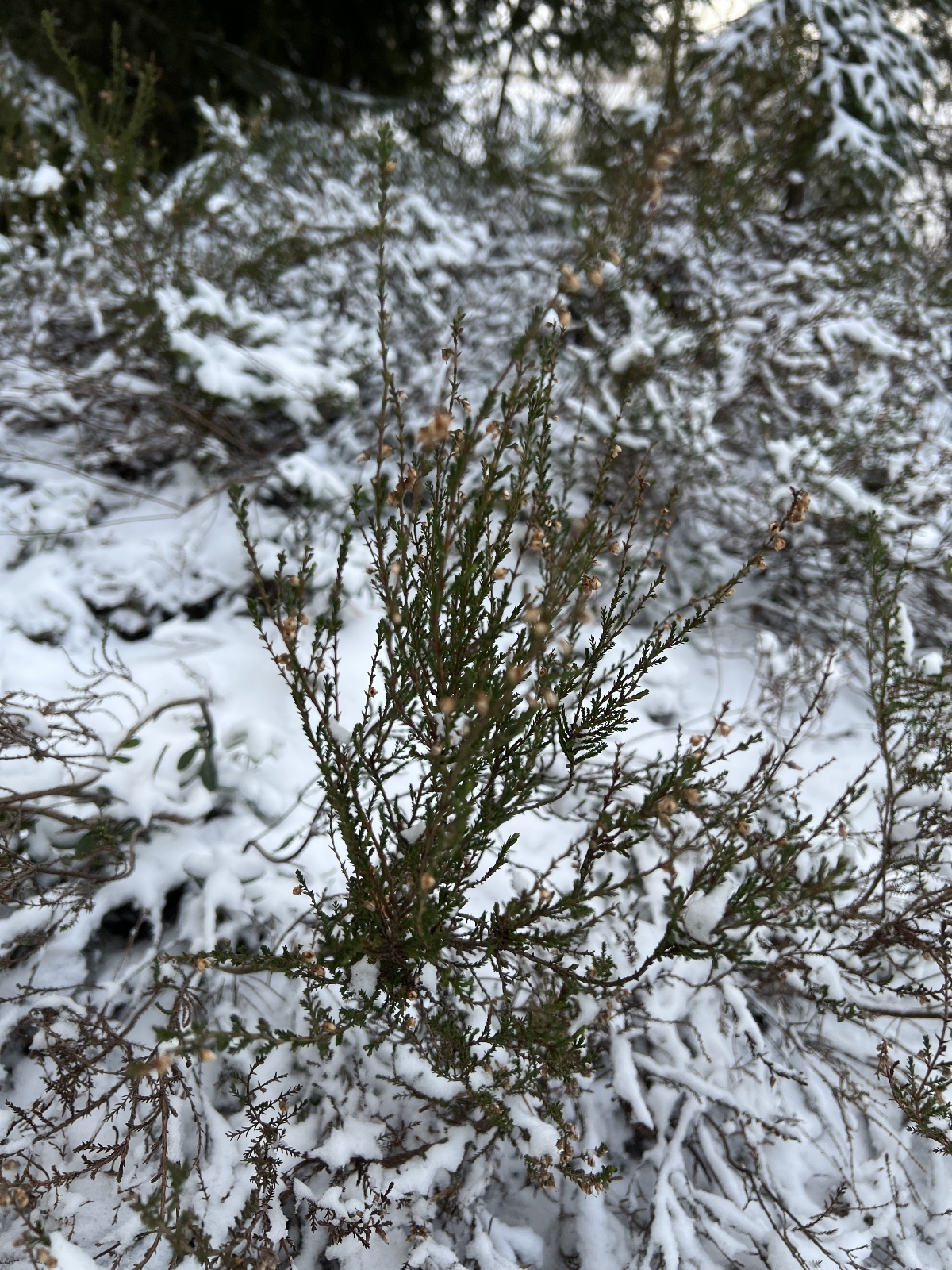Calluna vulgaris (Scotch Heather) (alternate view 3)
