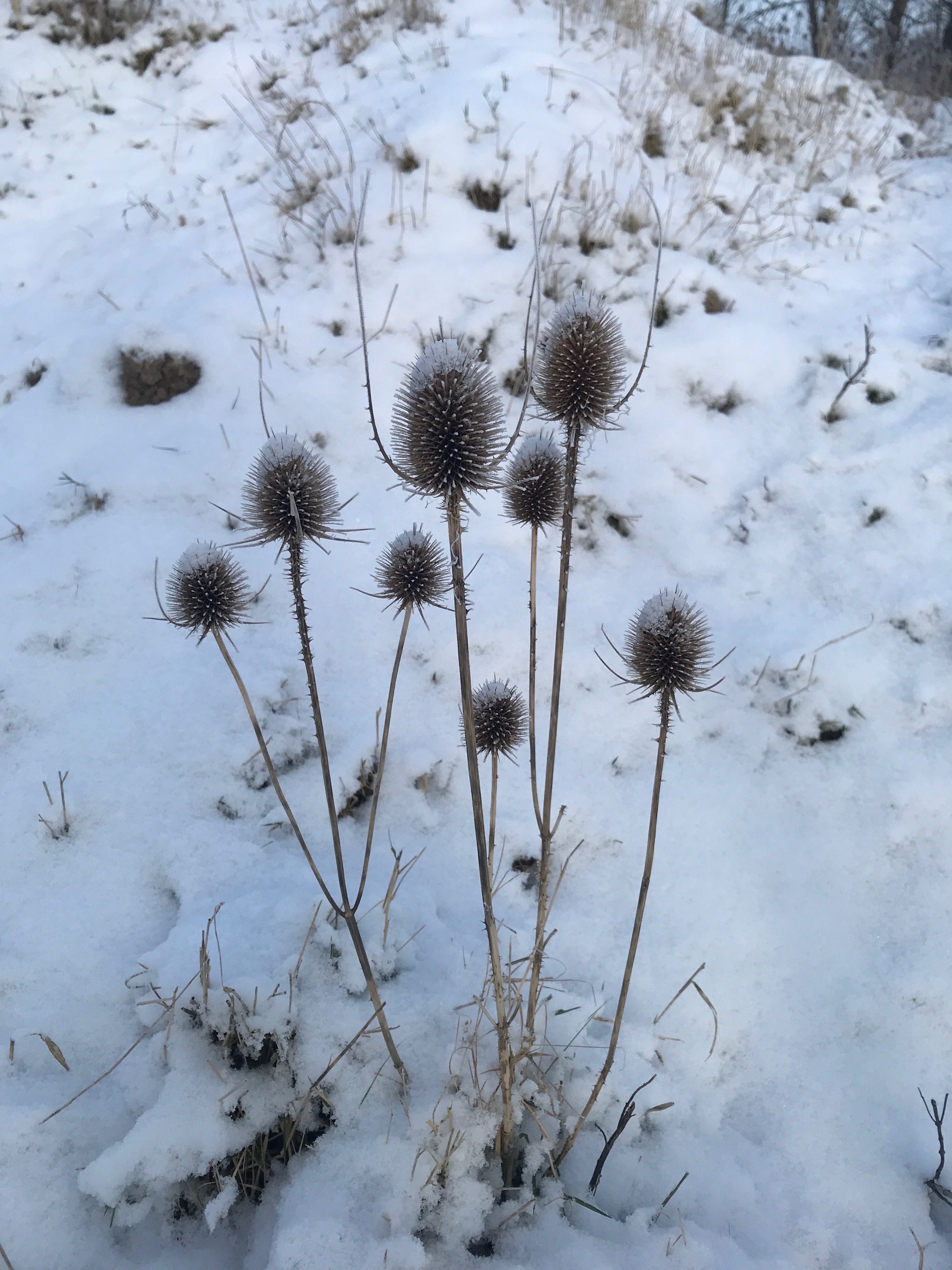 Dipsacus fullonum (common teasel) (alternate view 12)