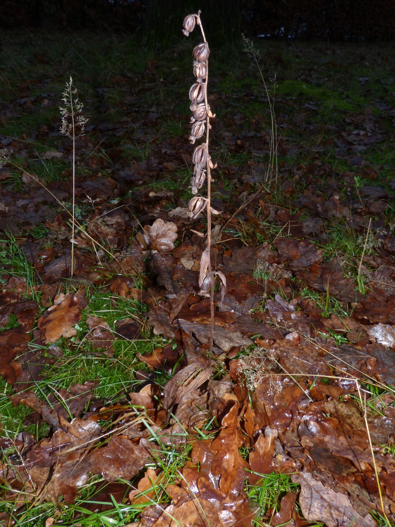 Epipactis (Helleborines)