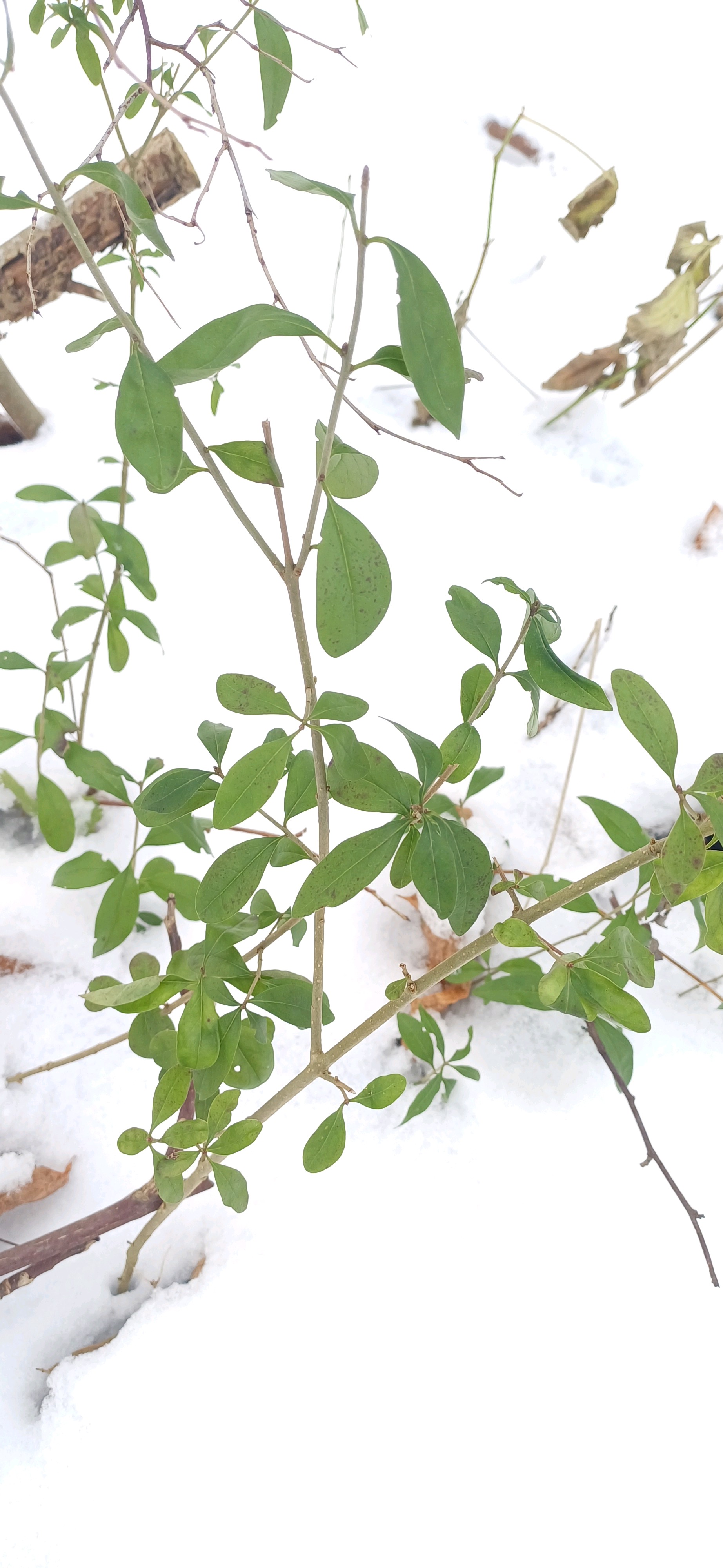 Ligustrum vulgare (common privet) (alternate view 11)