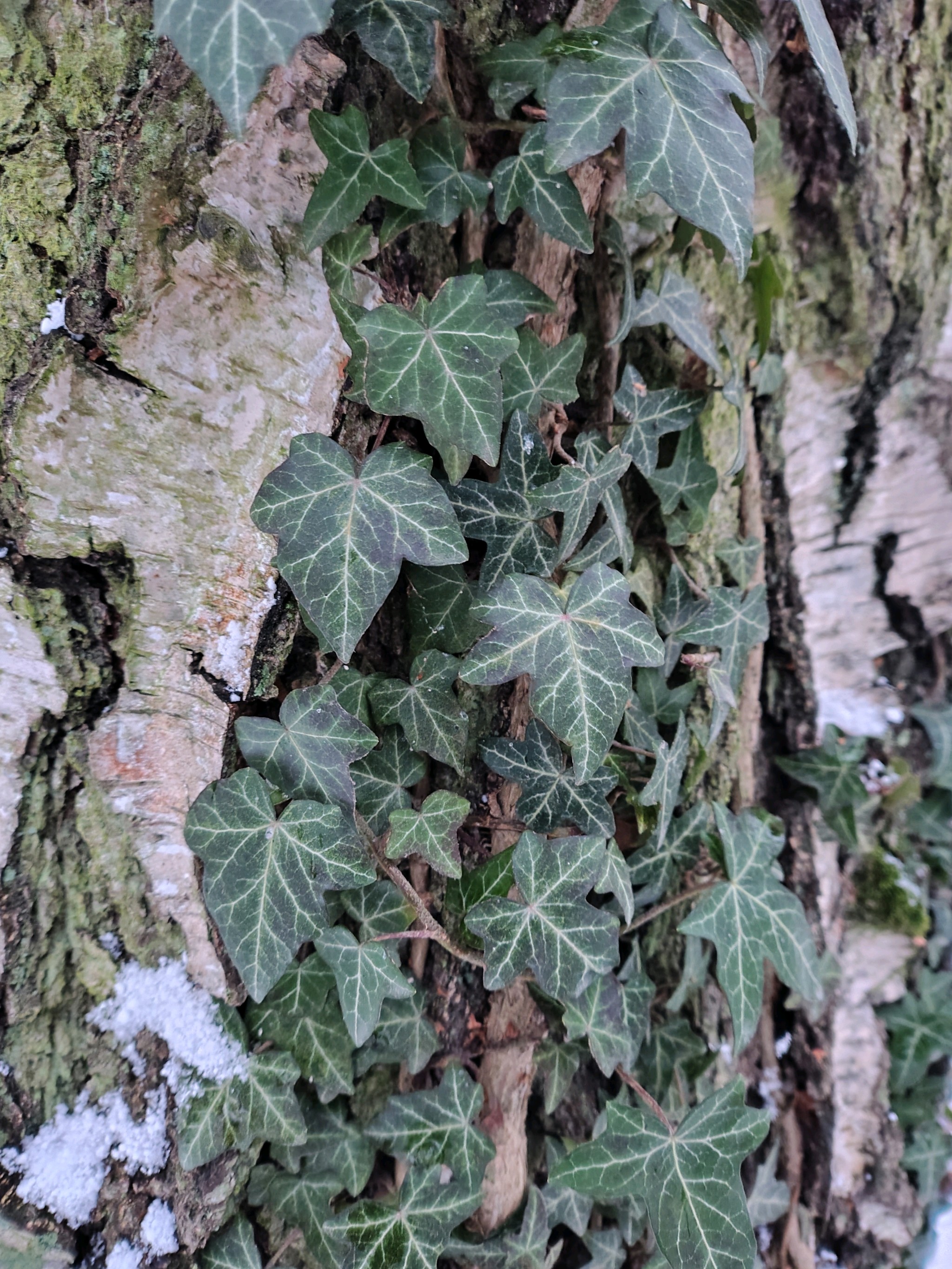 Hedera helix (English Ivy) (alternate view 4)
