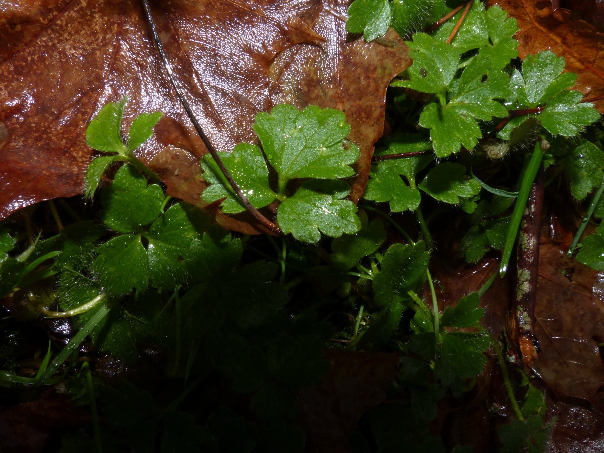 Ranunculus (buttercups) (alternate view 2)