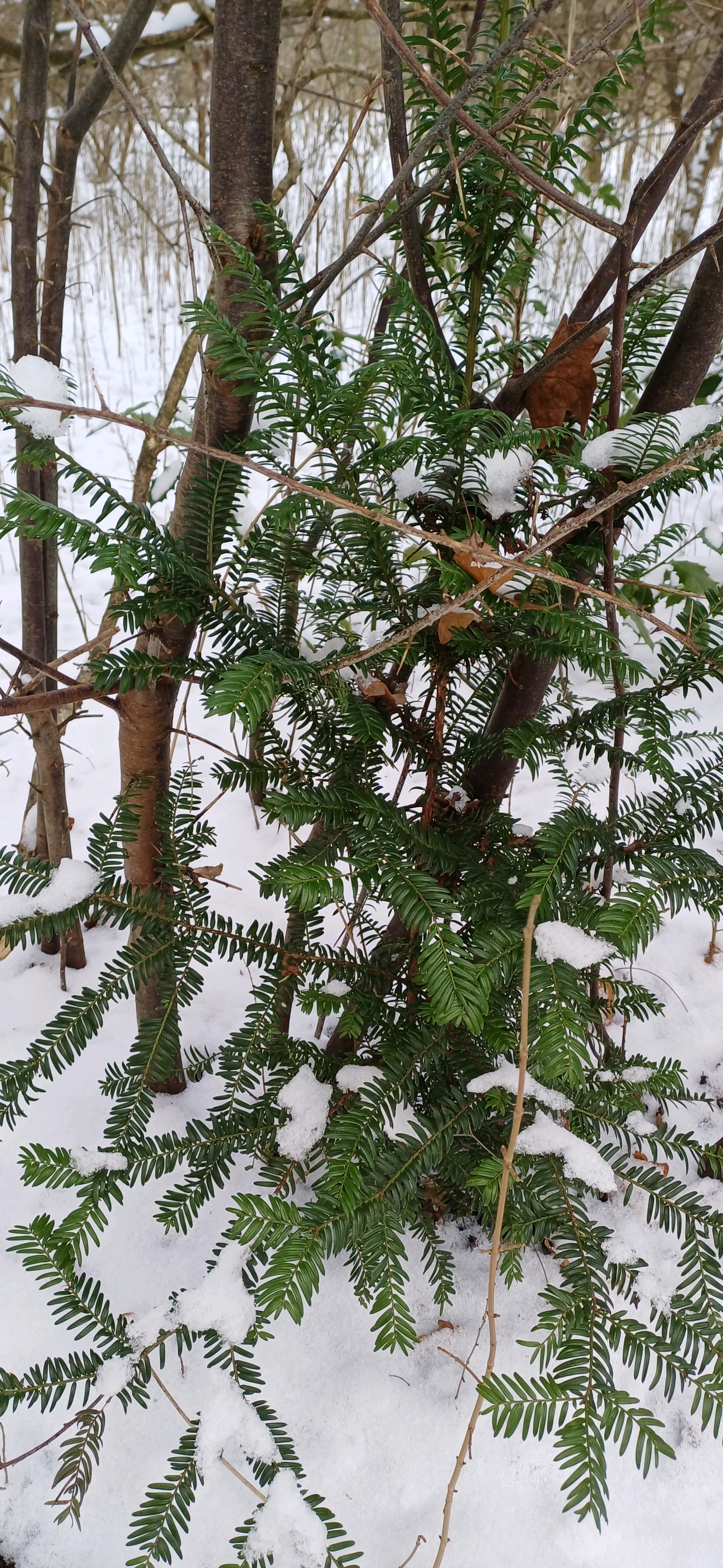 Taxus baccata (English yew) (alternate view 3)