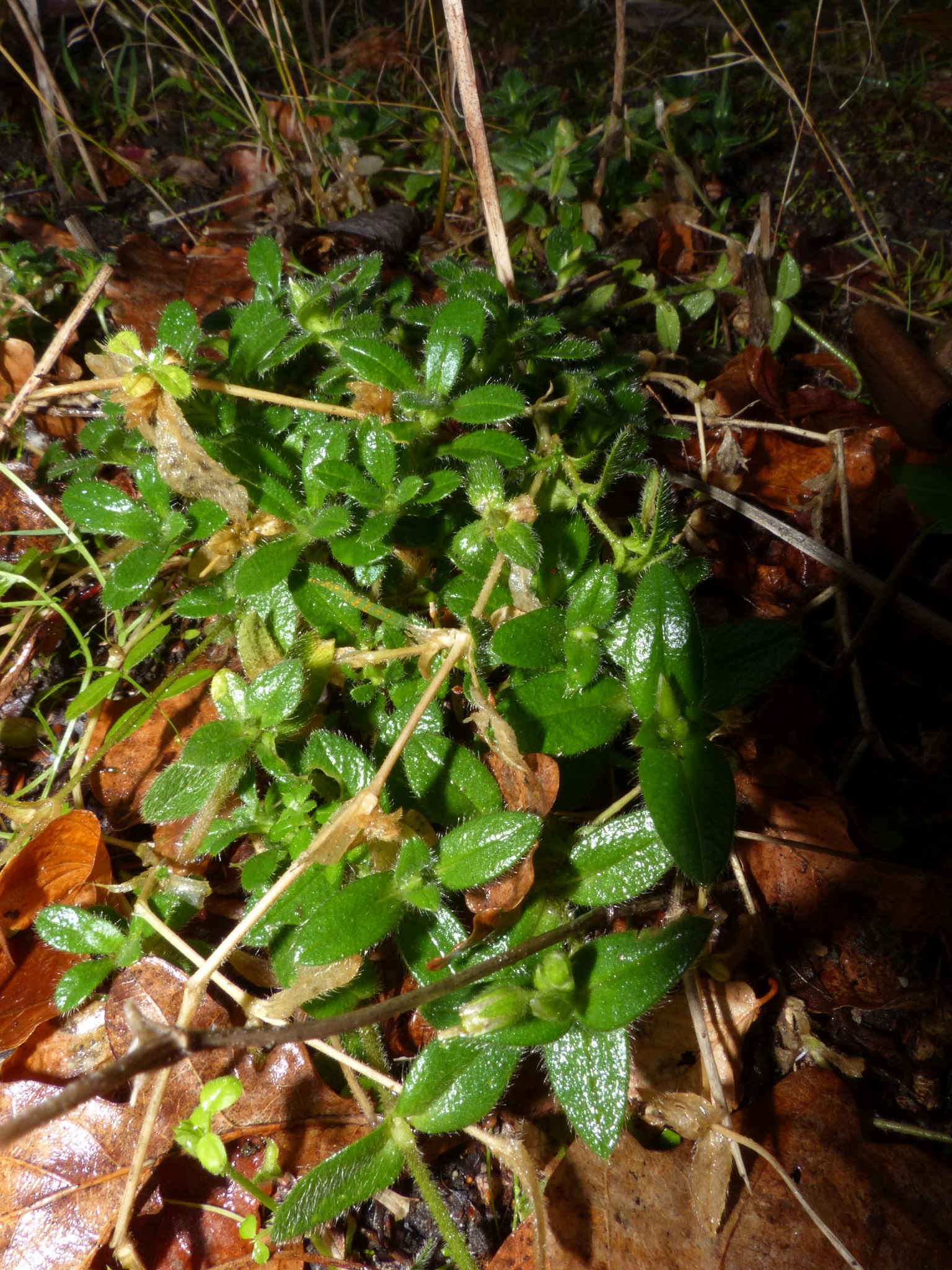 Cerastium (Mouse-ear Chickweeds) (alternate view 2)