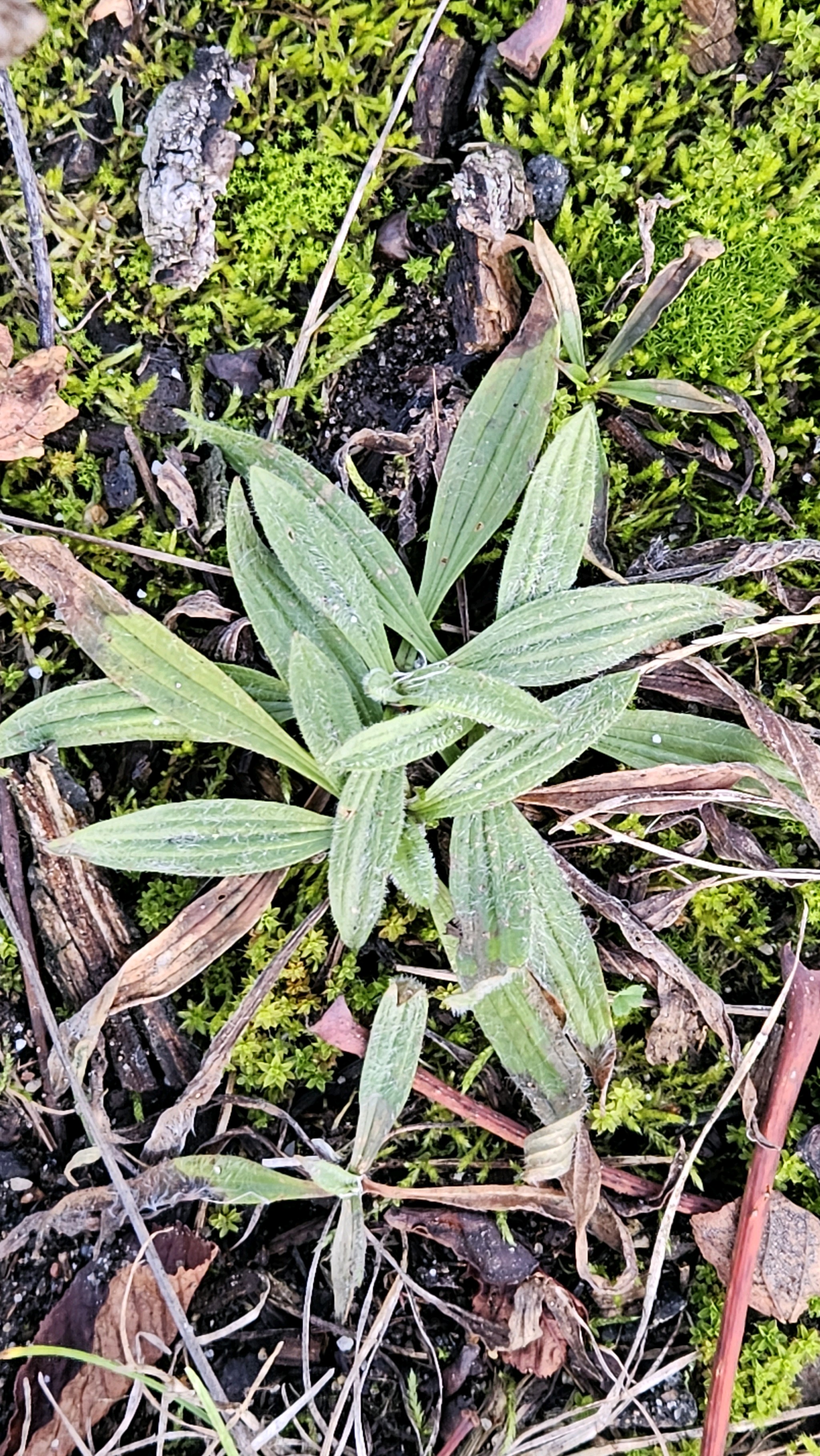 Plantago (plantains) (alternate view 3)