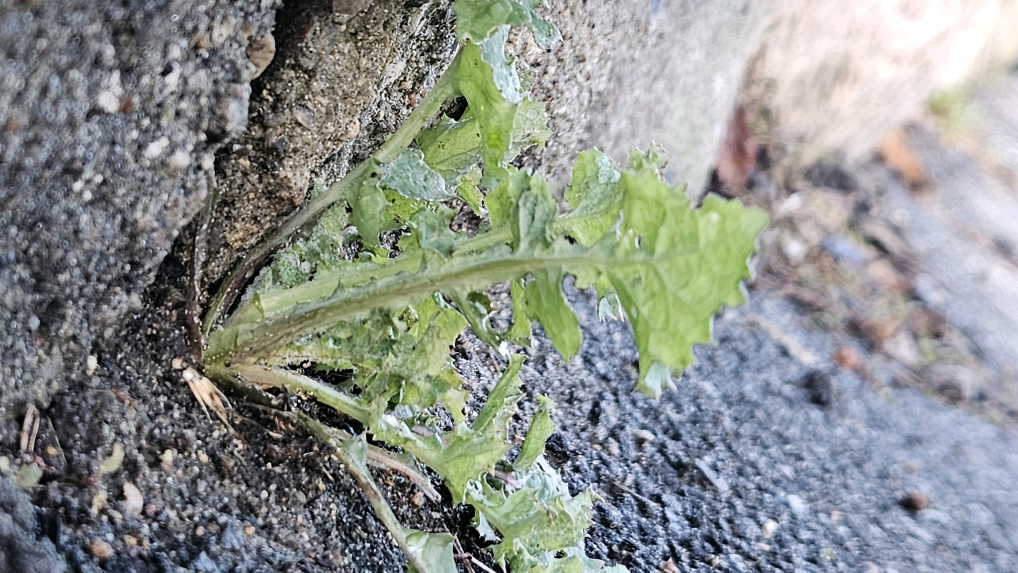 Sonchus oleraceus (annual sow thistle) (alternate view 11)