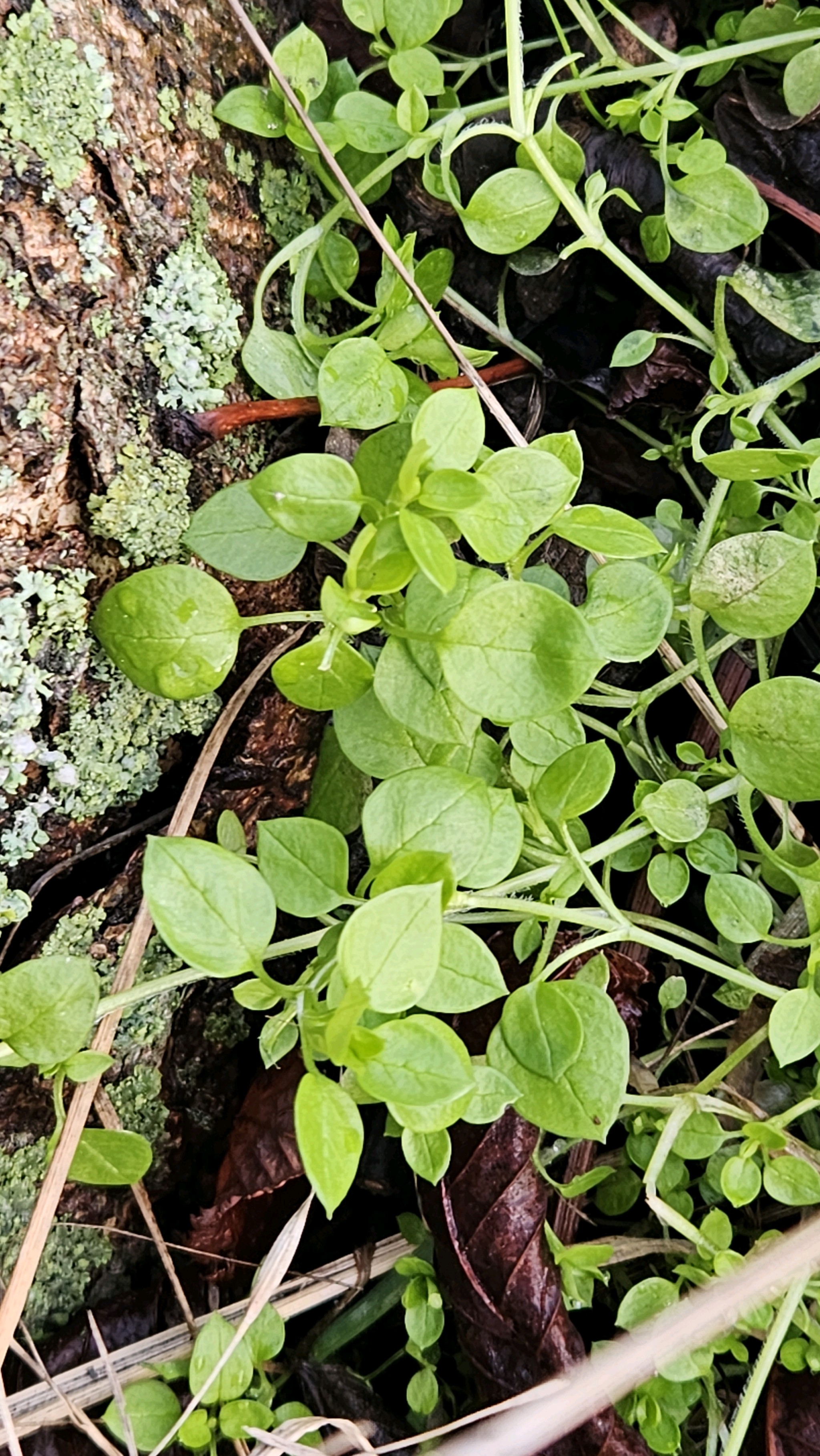 Stellaria media (chickweed) (alternate view 13)