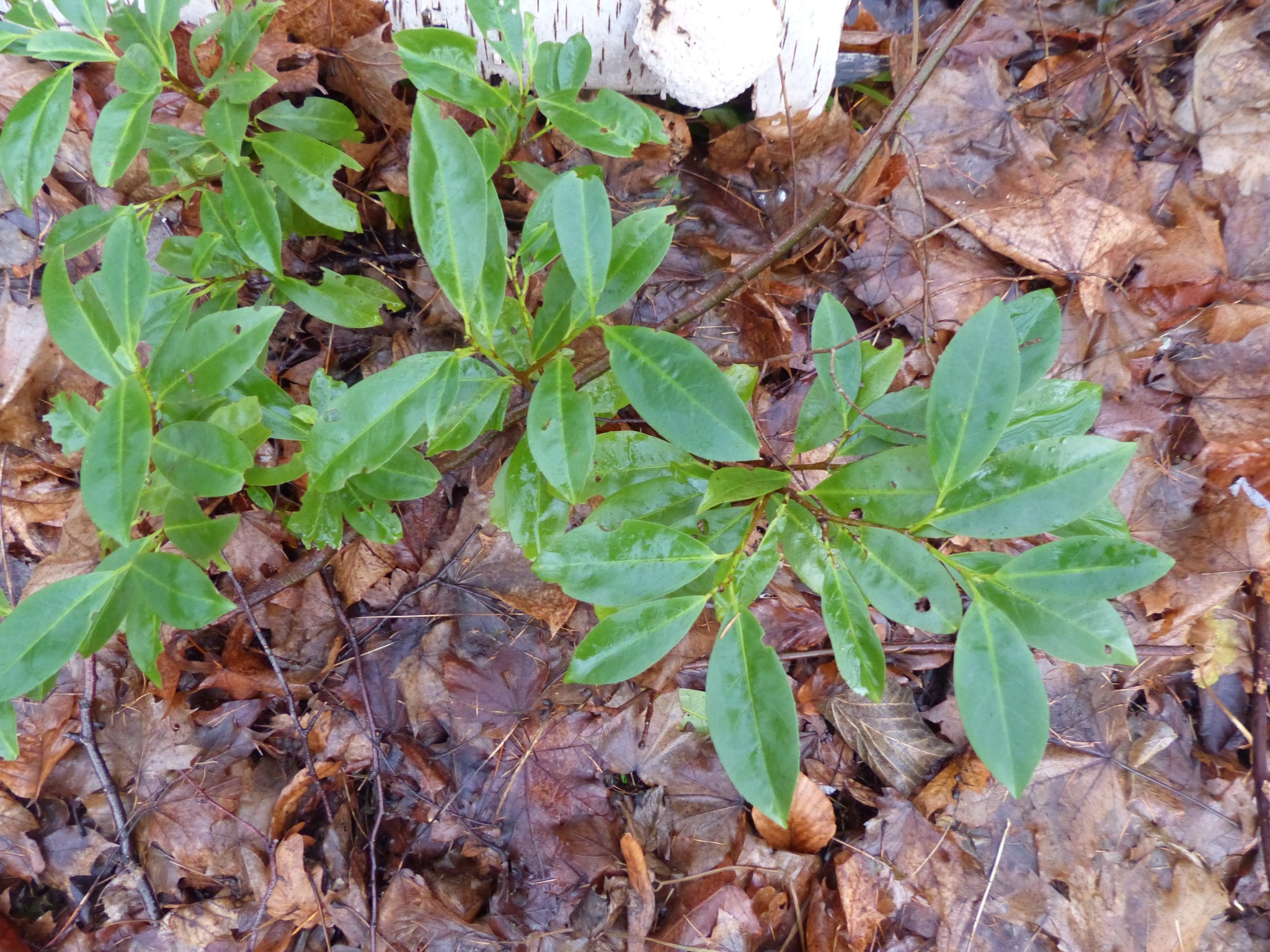 Prunus laurocerasus (English laurel) (alternate view 2)