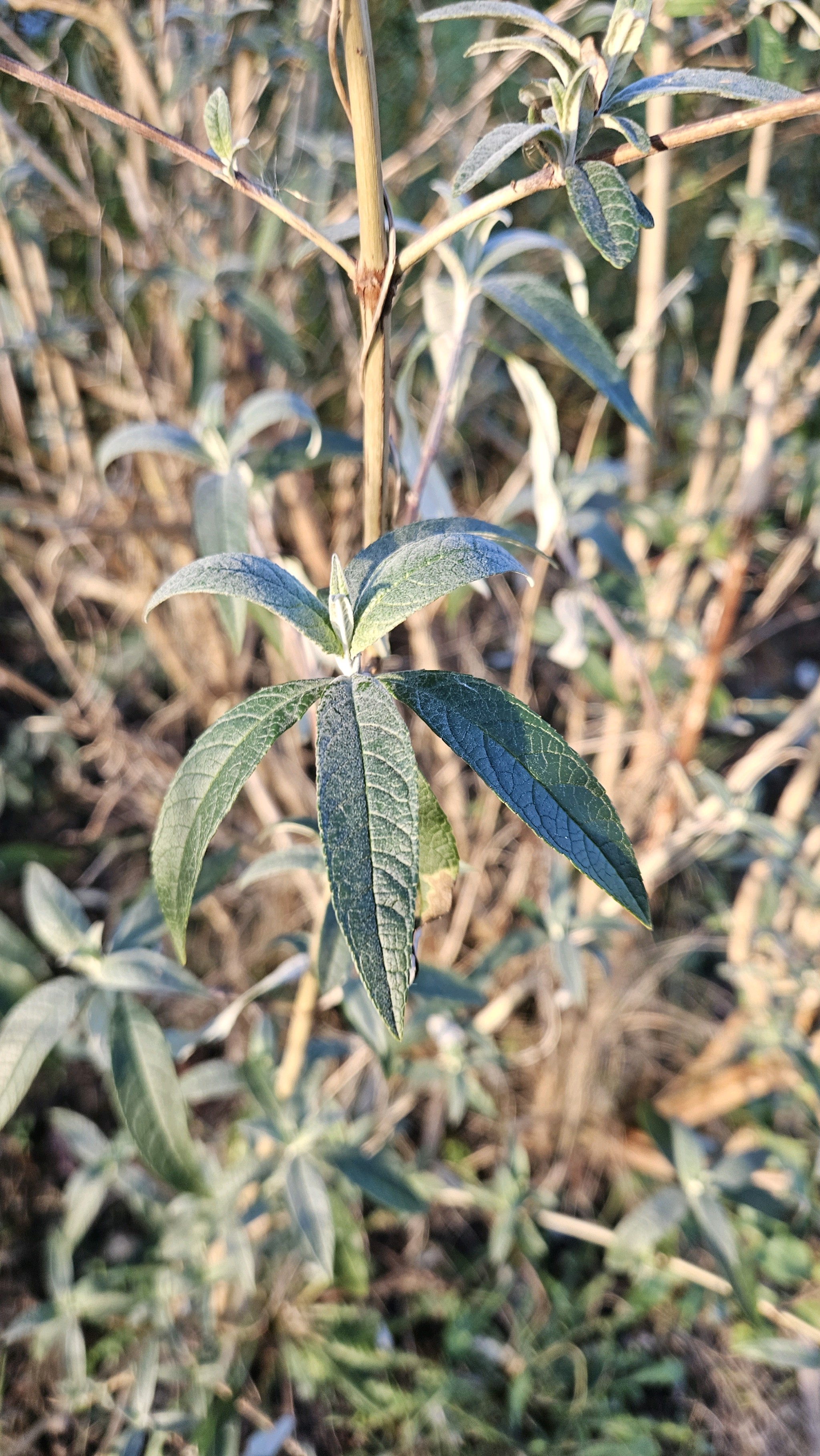 Buddleja (butterfly bushes and allies) (alternate view 2)