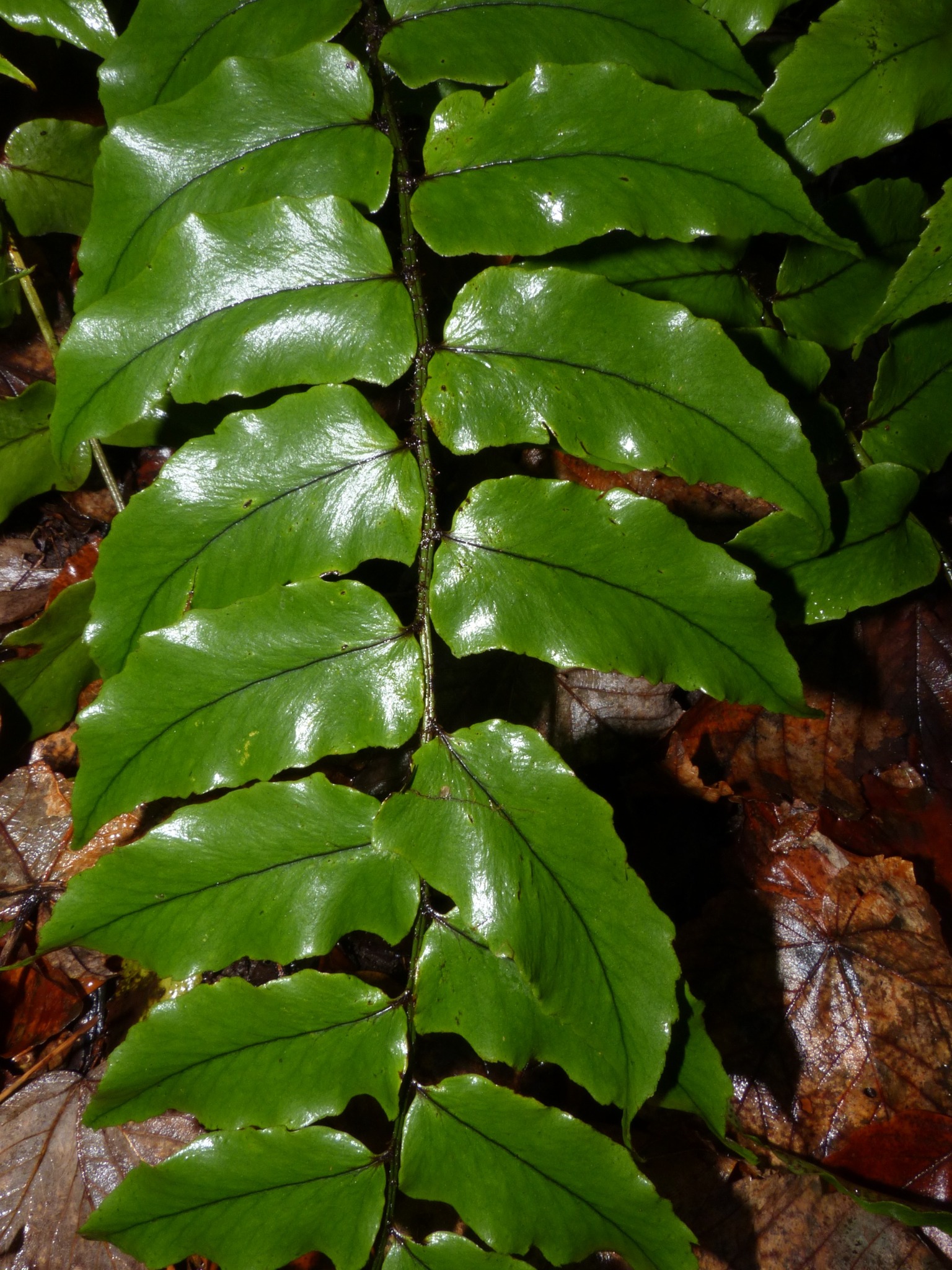 Cyrtomium fortunei (Fortune's Holly Fern) (alternate view 9)