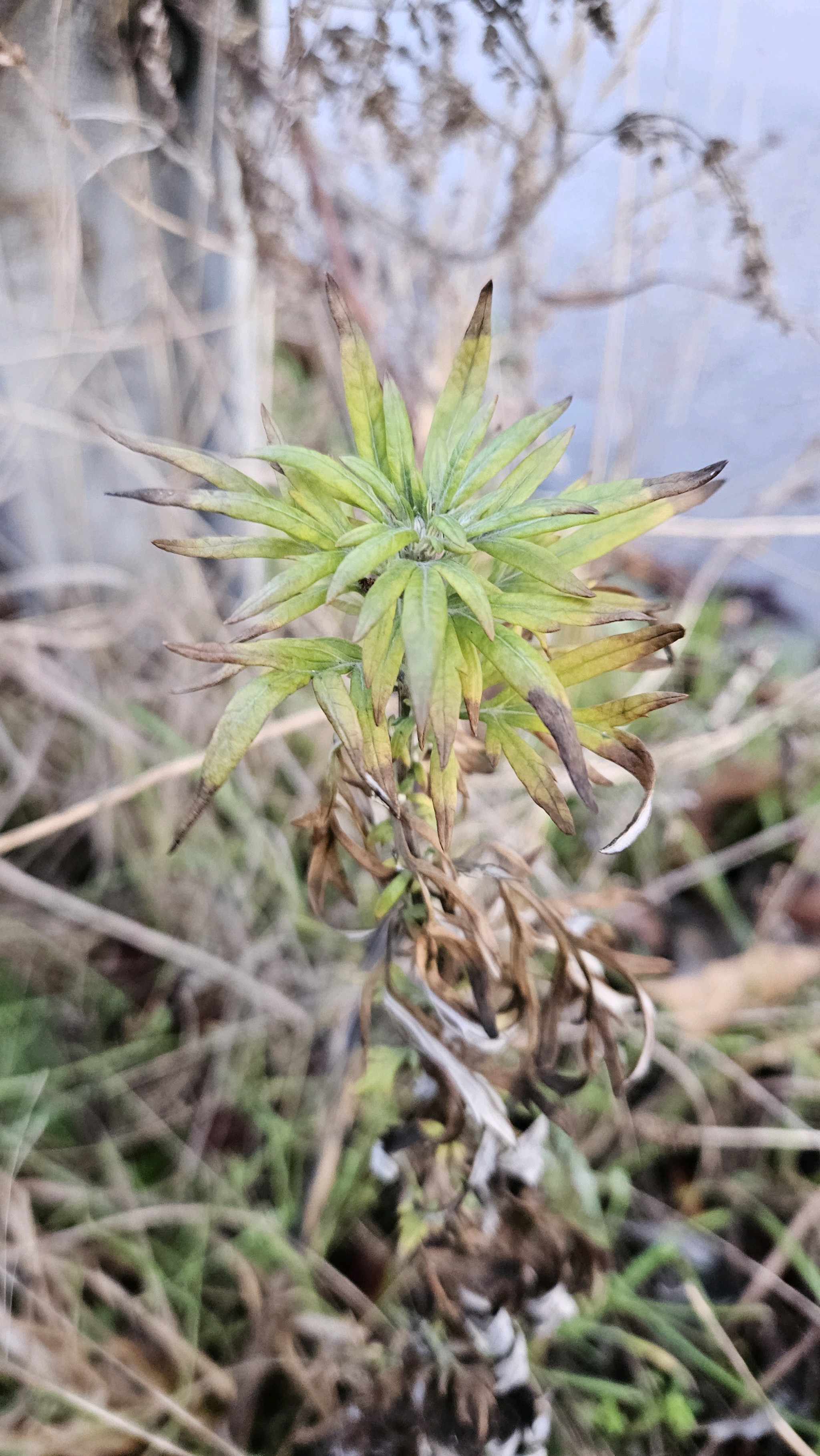 Artemisia vulgaris (common mugwort) (alternate view 12)