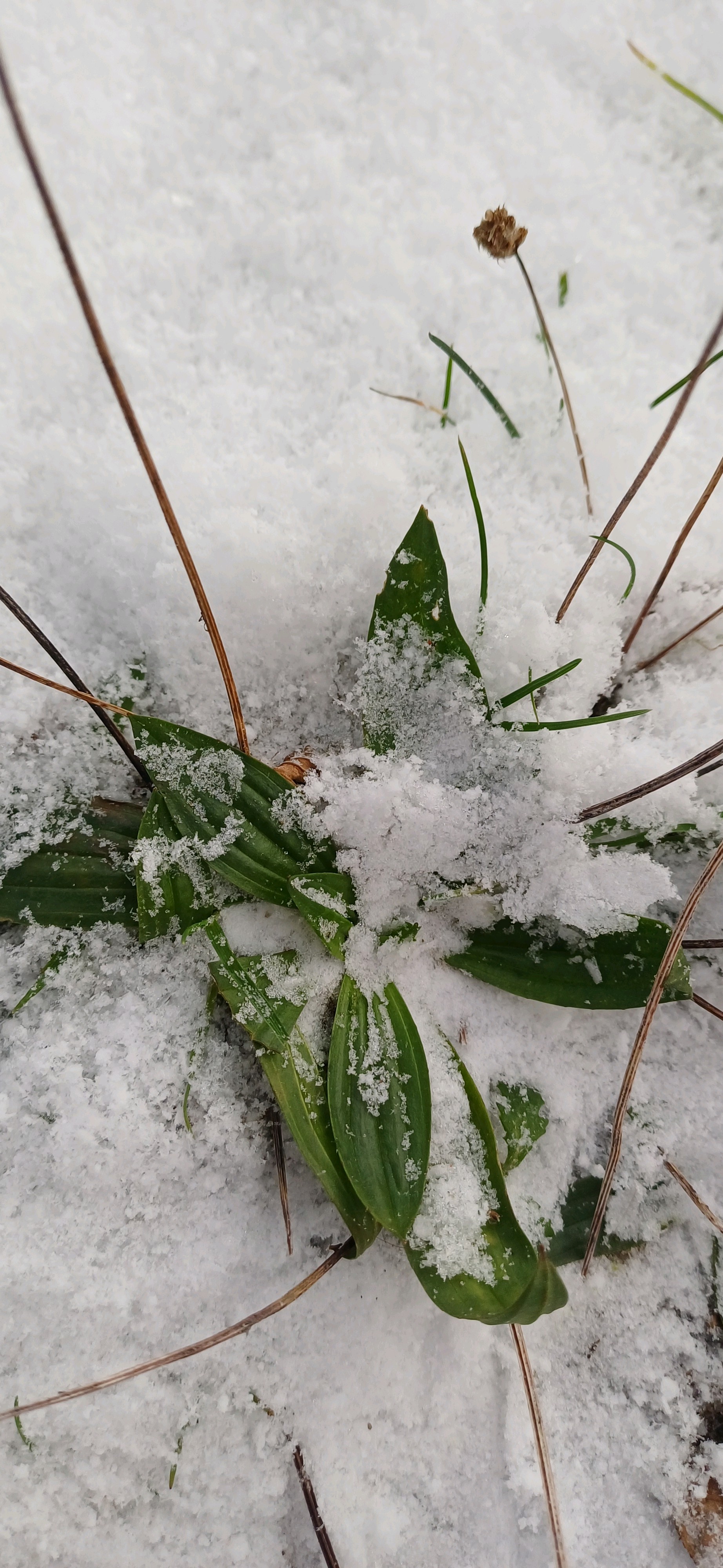 Plantago (plantains) (alternate view 4)