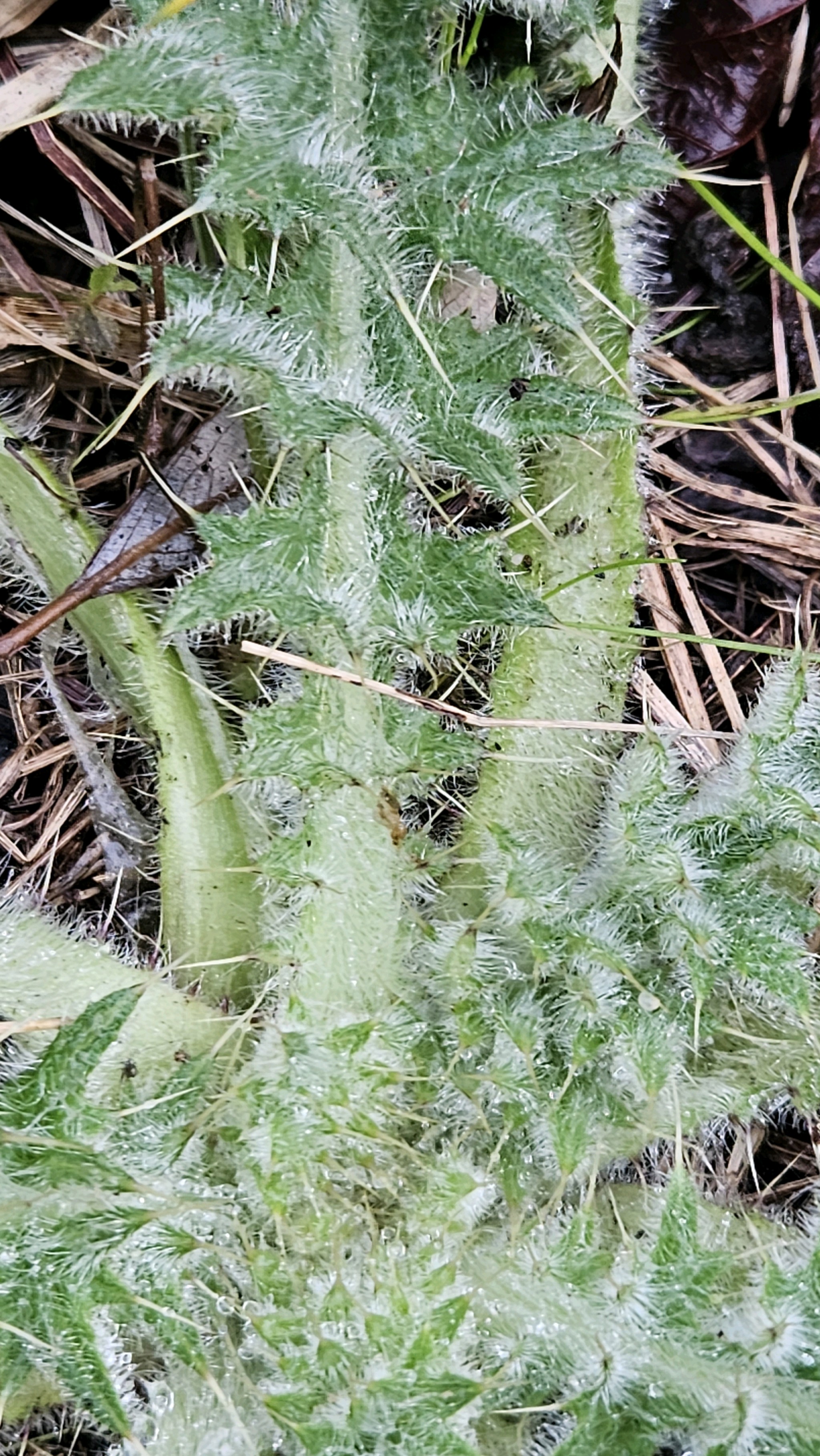 Cirsium (Plume Thistles)