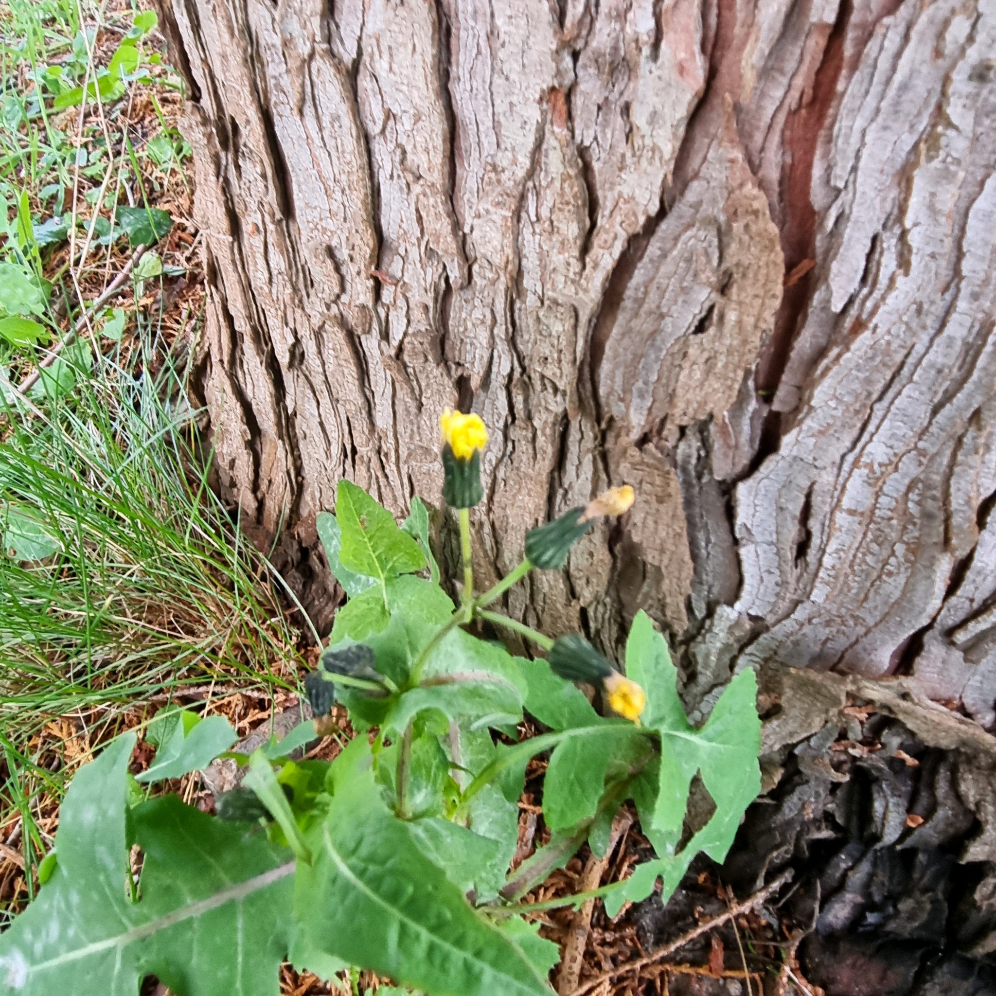 Sonchus oleraceus (annual sow thistle) (alternate view 12)