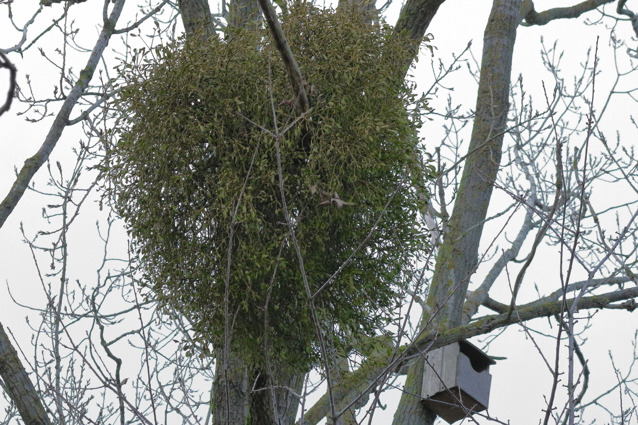 Viscum album (European mistletoe) (alternate view 8)