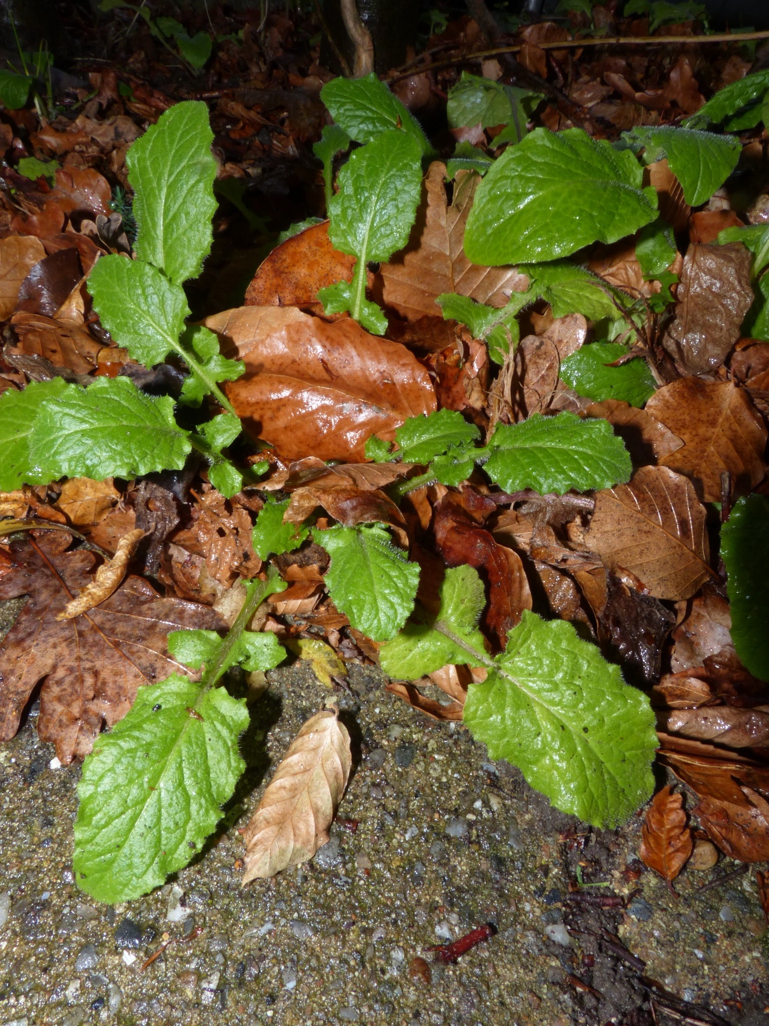 Lapsana communis (nipplewort) (alternate view 13)