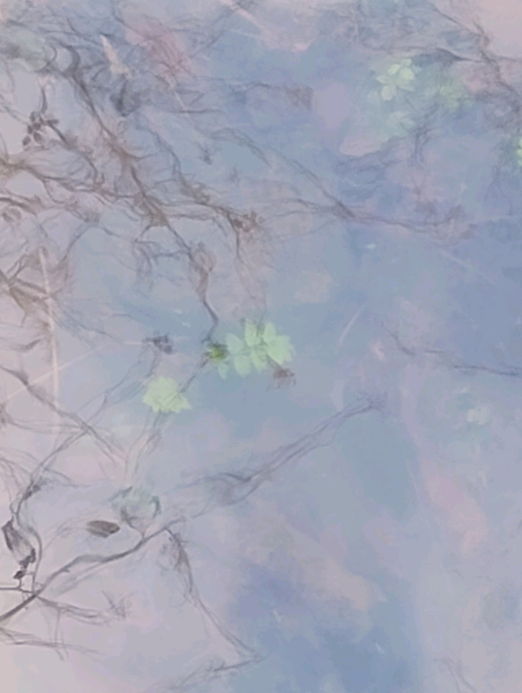 Berula erecta (cutleaf water parsnip) (alternate view 11)