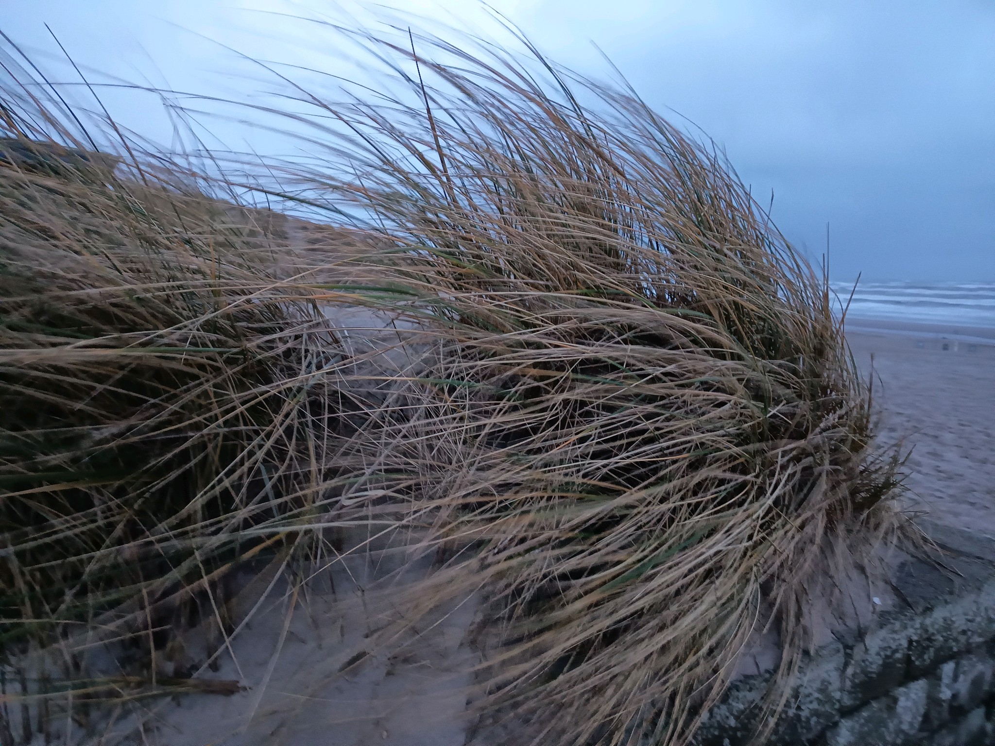 Calamagrostis (Reedgrasses) (alternate view 2)