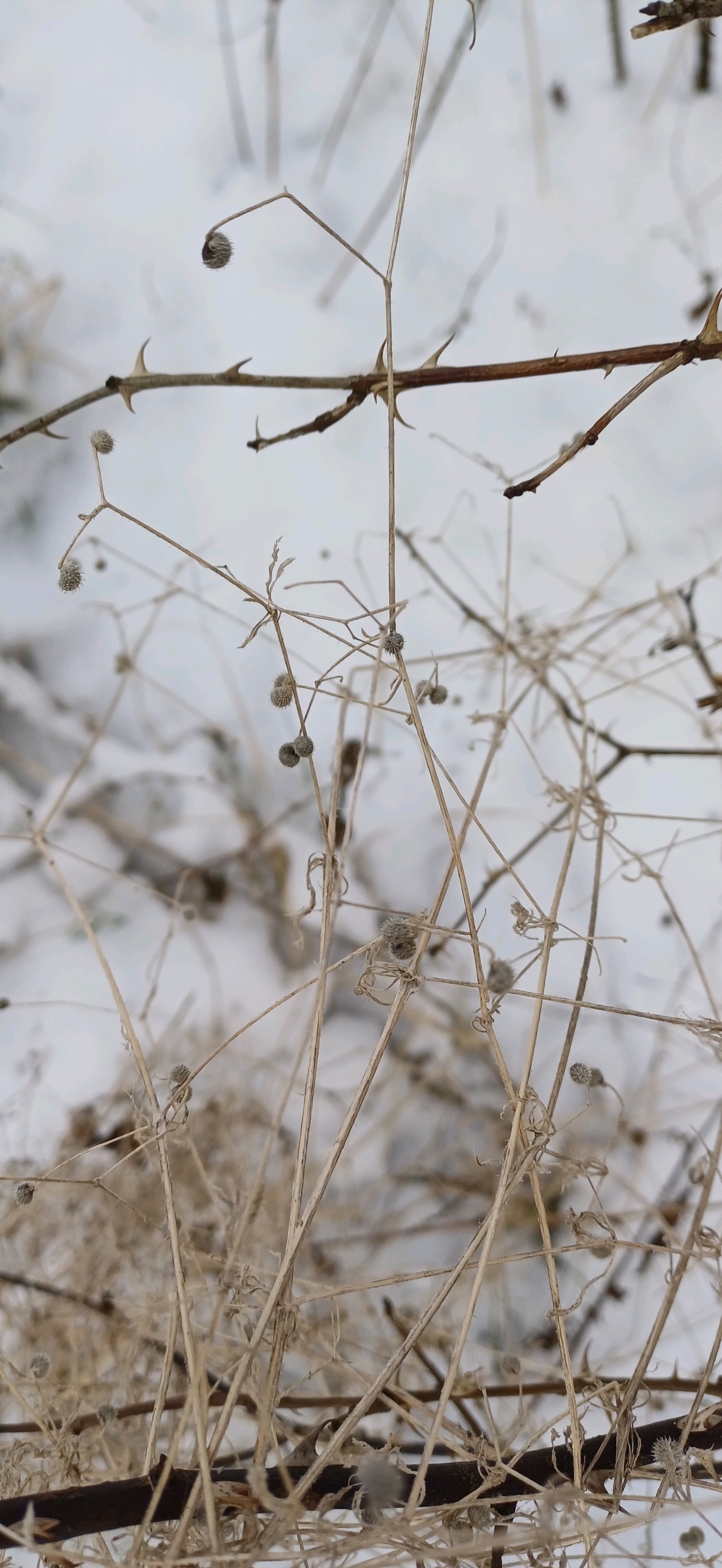 Galium (bedstraws) (alternate view 3)