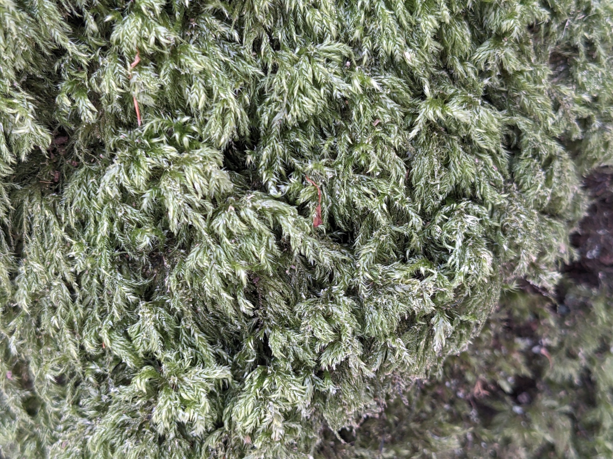 Pseudisothecium myosuroides (Mouse-tail Moss) (alternate view 7)