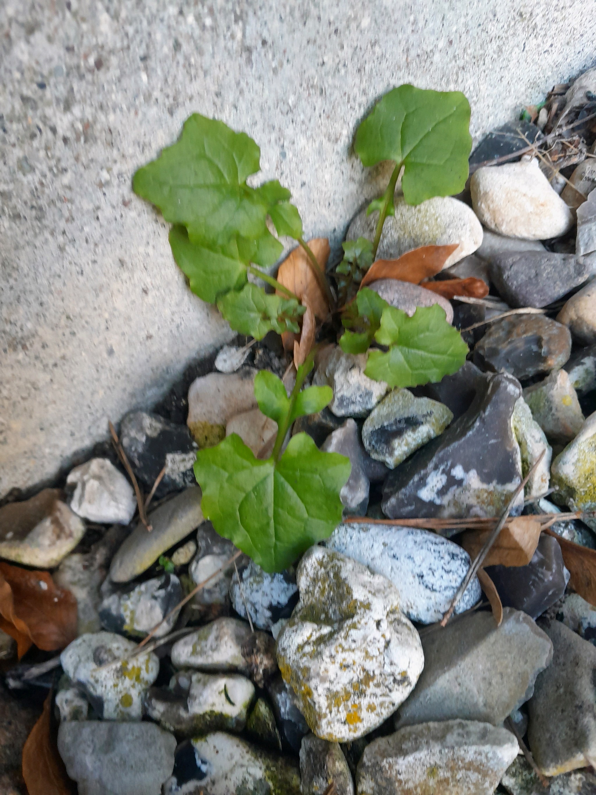Mycelis muralis (wall lettuce) (alternate view 7)