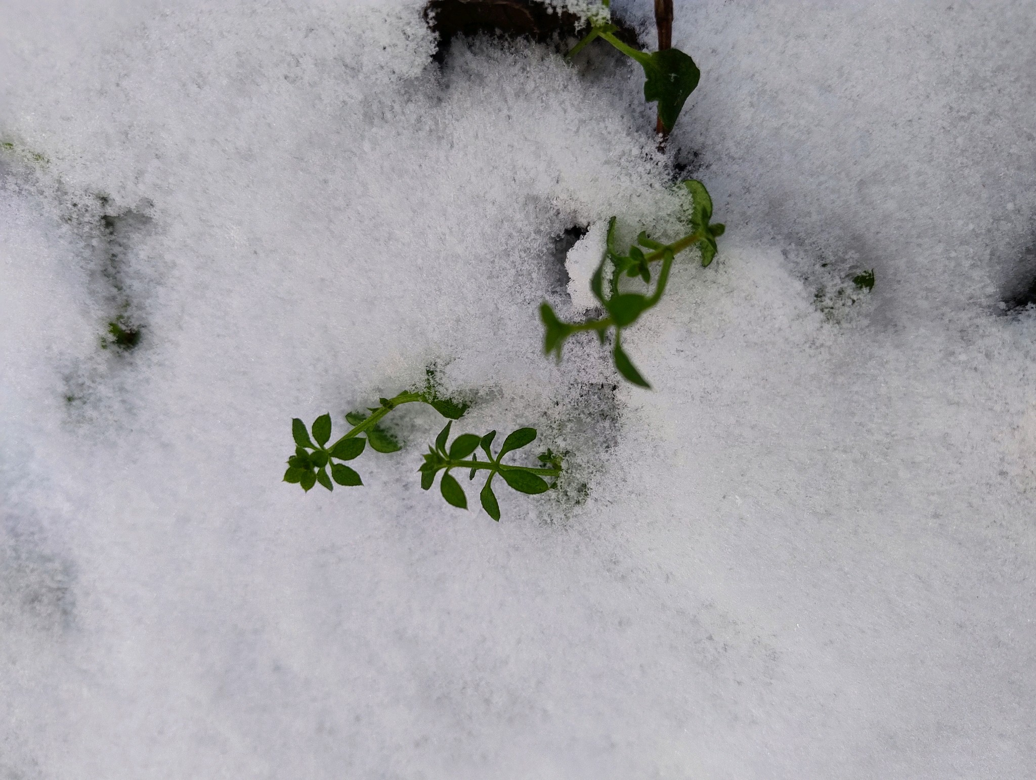 Galium (bedstraws)