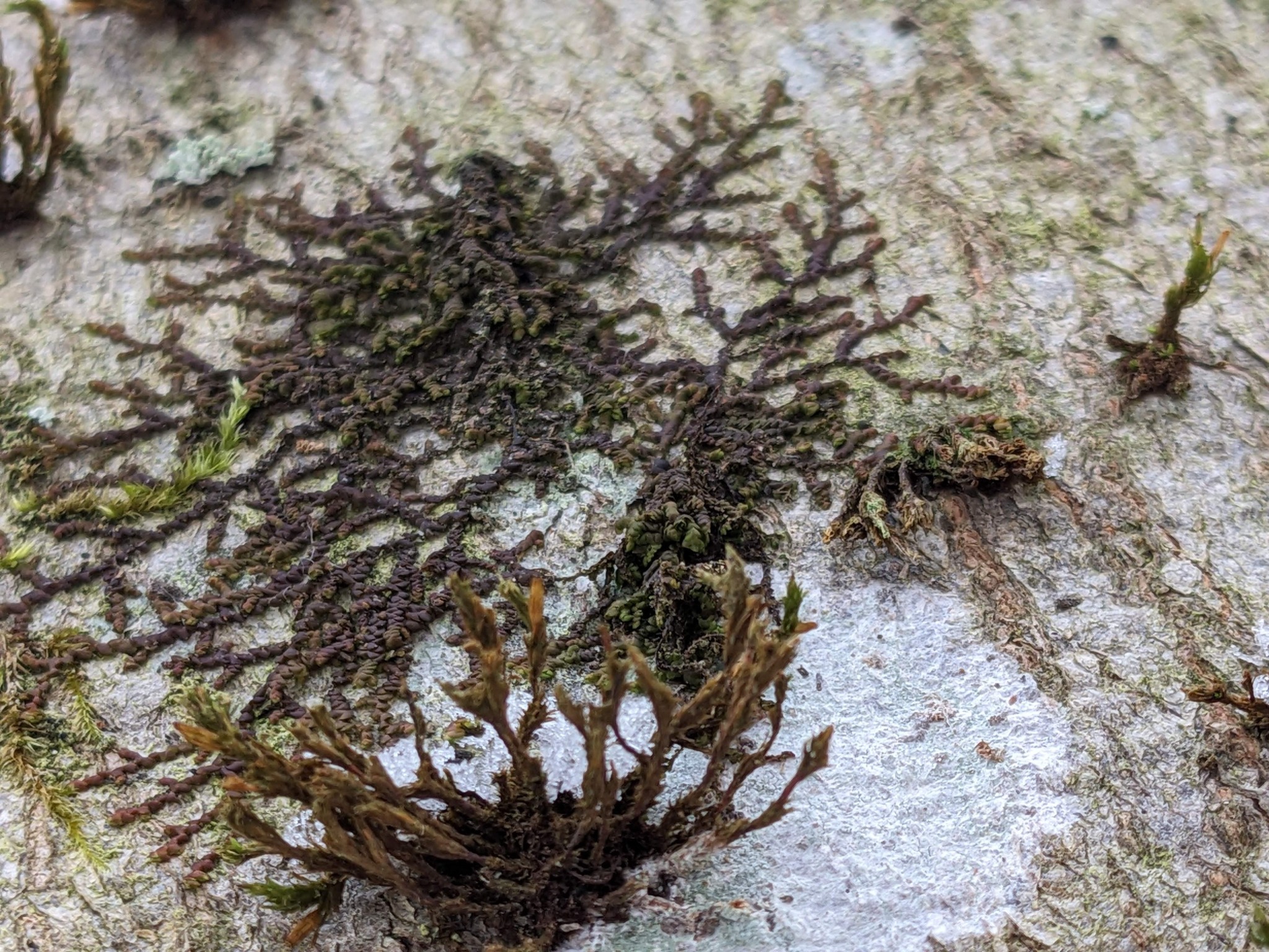 Frullania (Scaleworts) (alternate view 2)