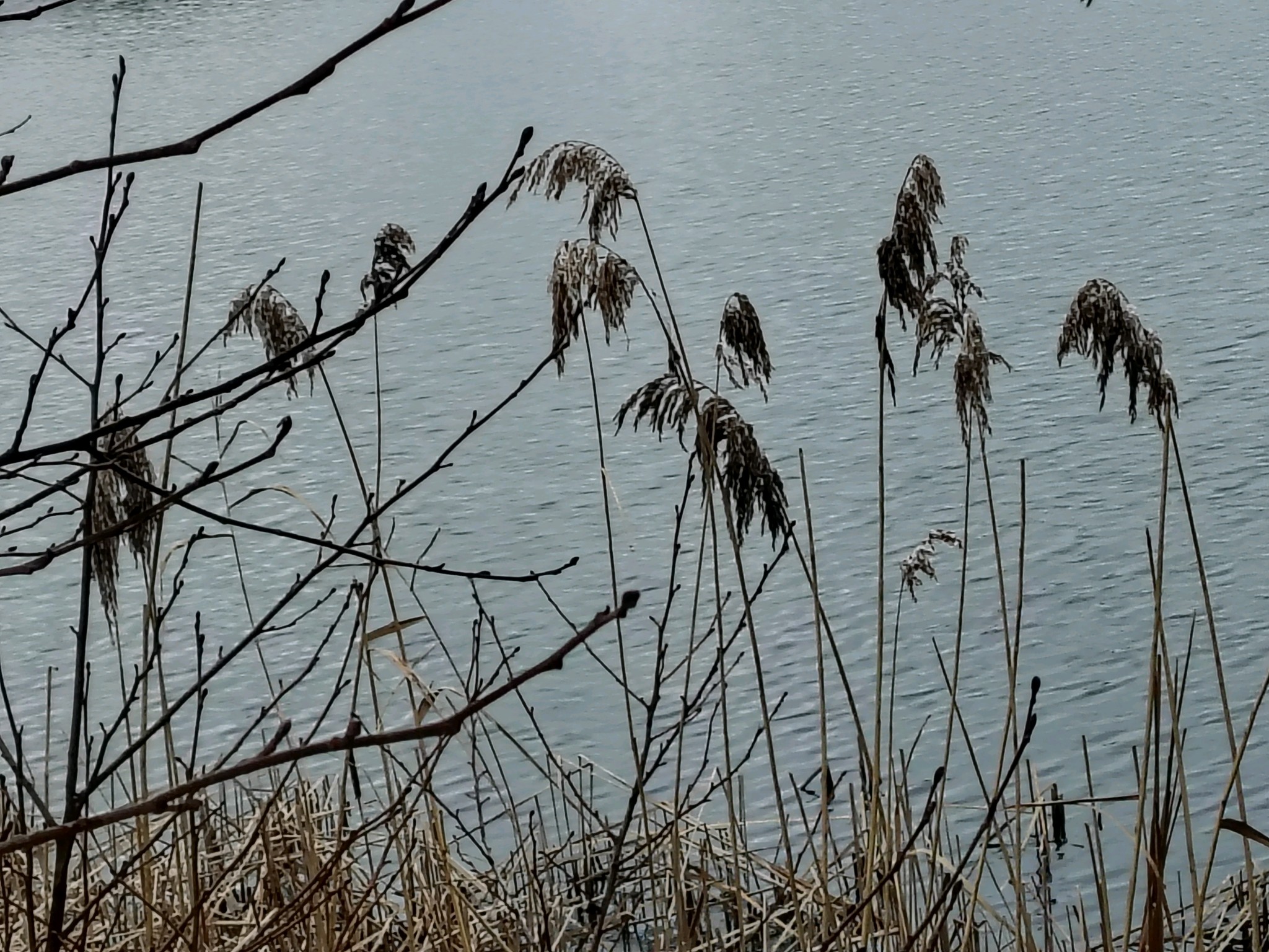 Phragmites australis (common reed) (alternate view 12)