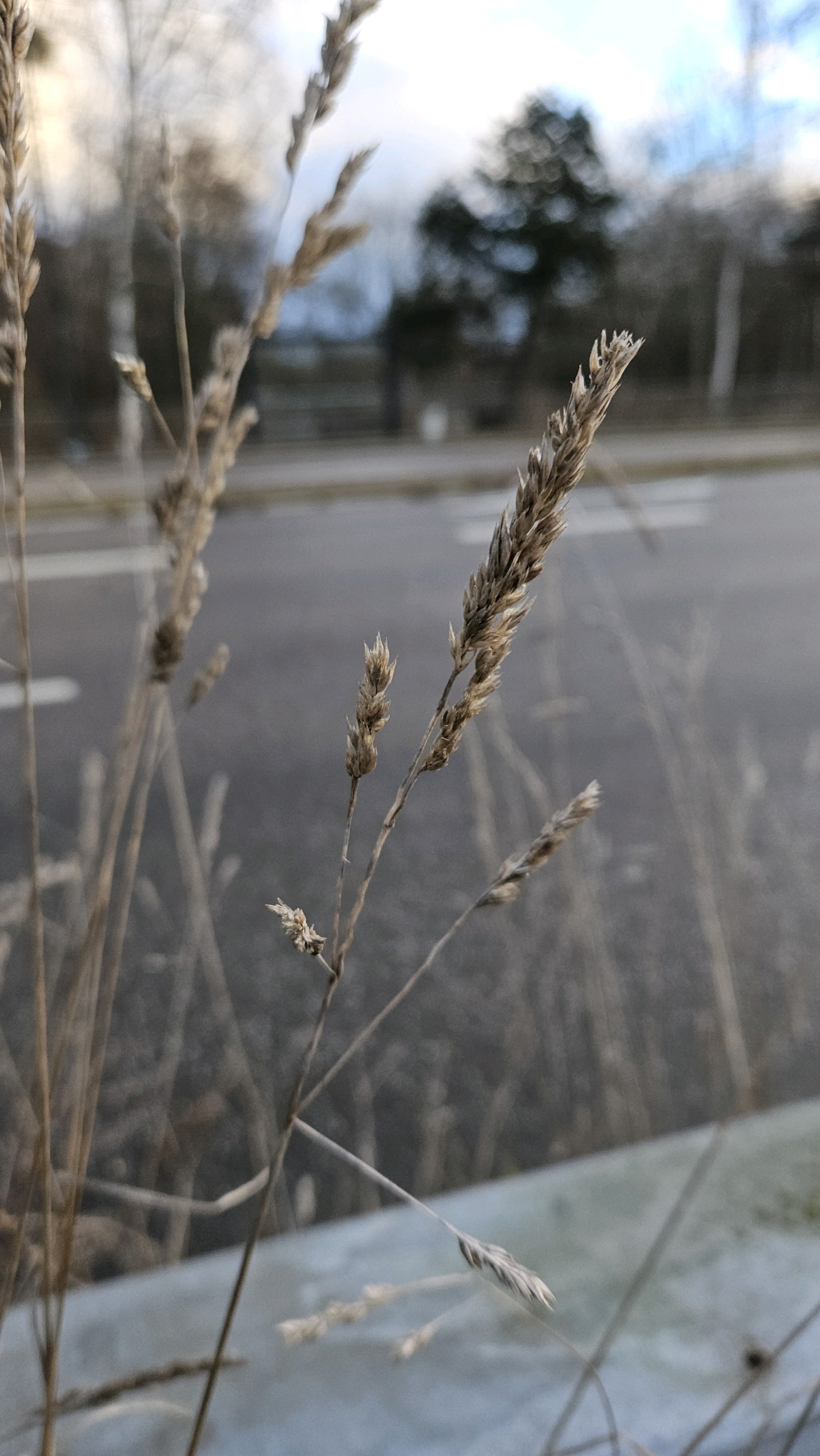 Dactylis glomerata (orchard grass) (alternate view 2)