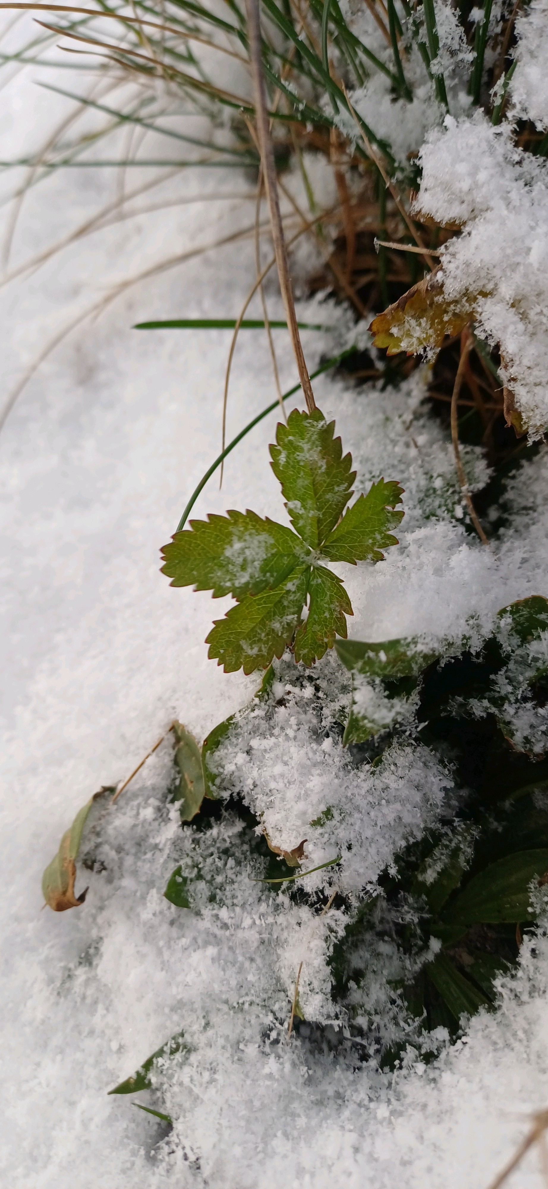 Potentilla (cinquefoils) (alternate view 2)