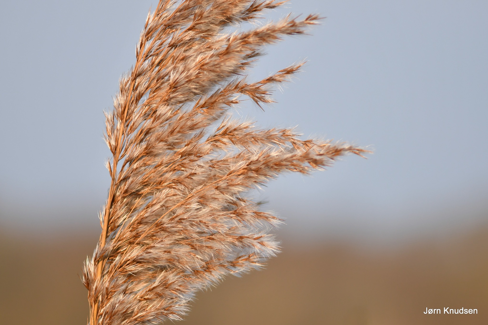 Phragmites australis (common reed) (alternate view 11)
