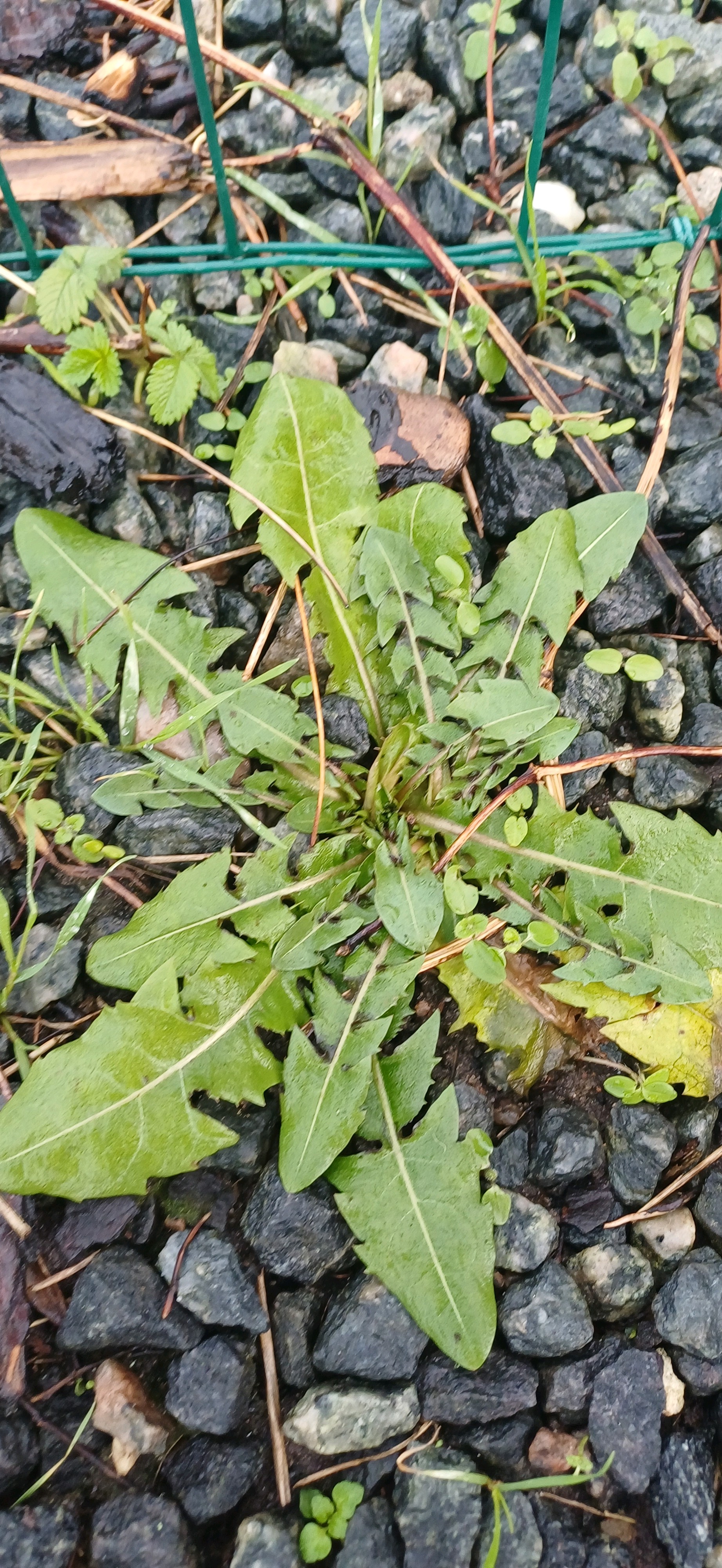 Taraxacum (dandelions) (alternate view 3)