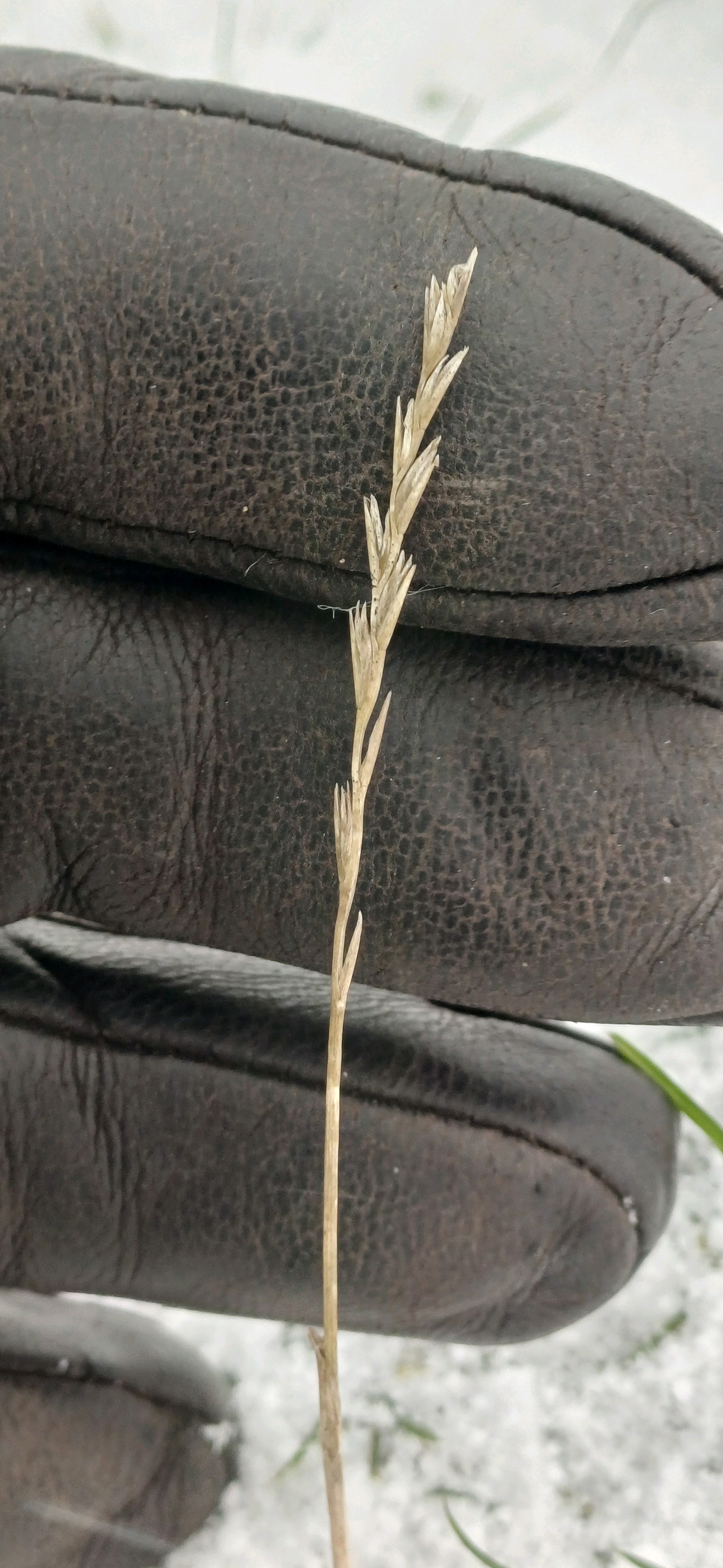 Lolium (Ryegrasses) (alternate view 3)