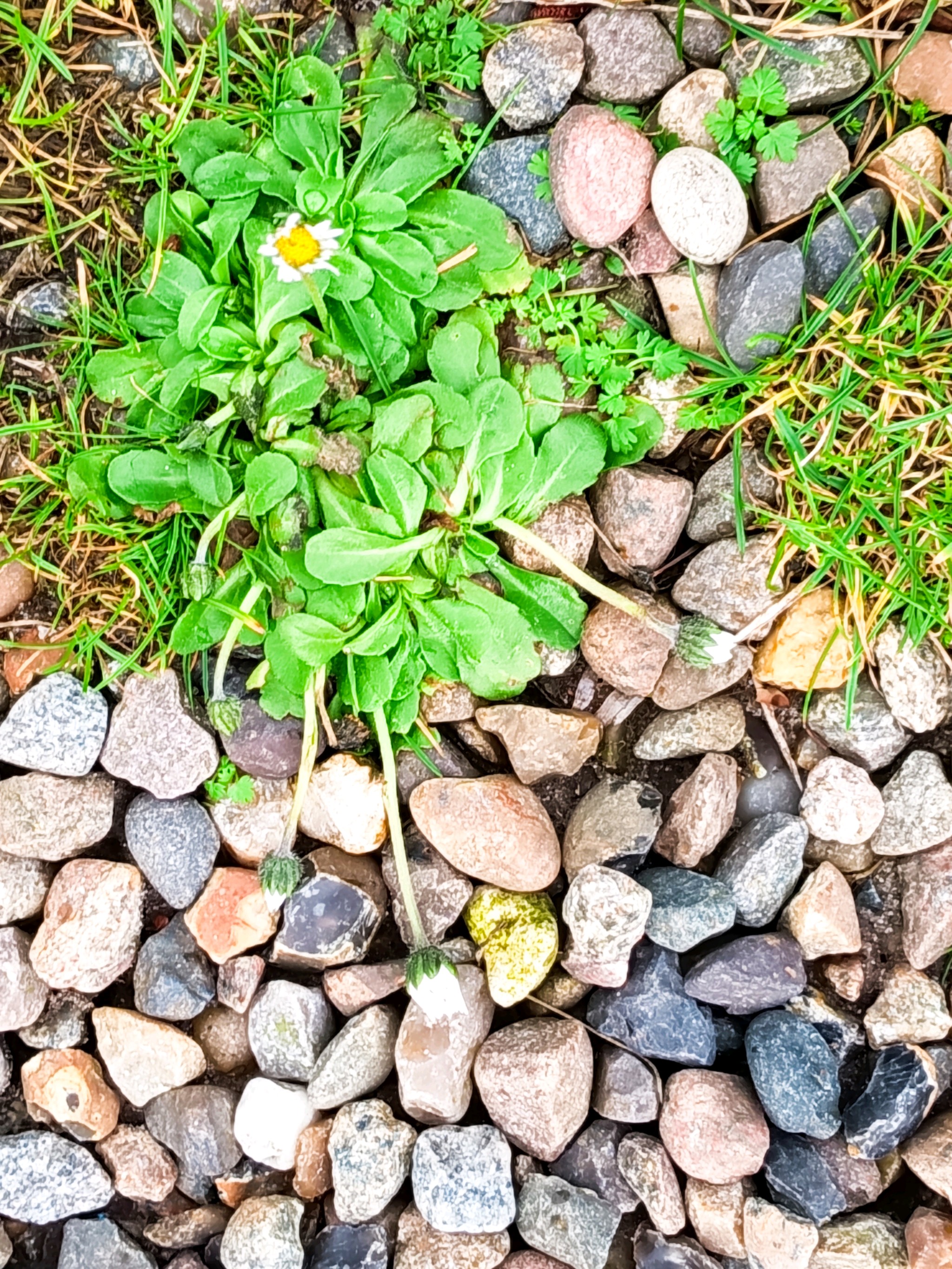 Bellis (alternate view 2)