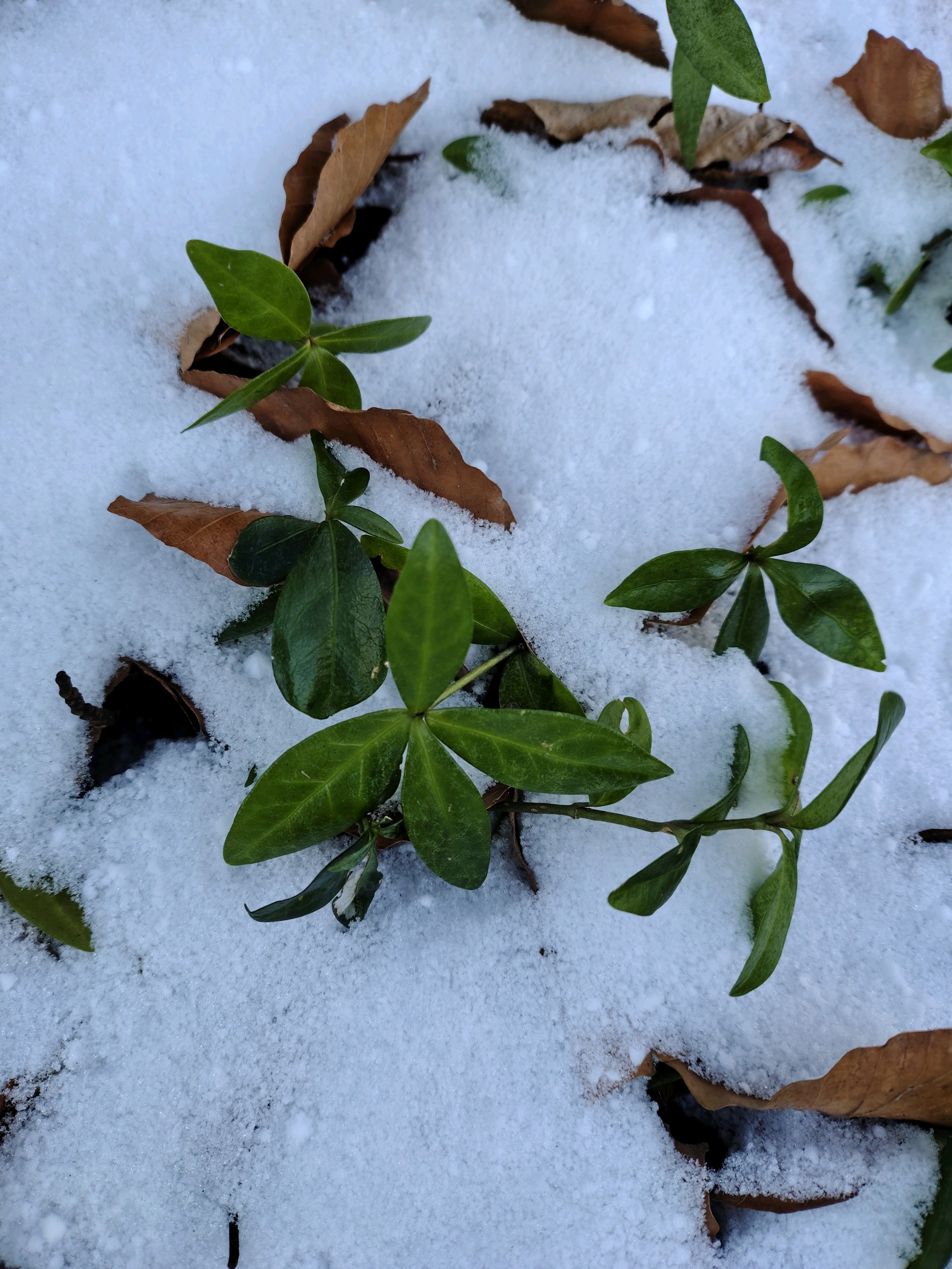 Vinca (periwinkles) (alternate view 2)