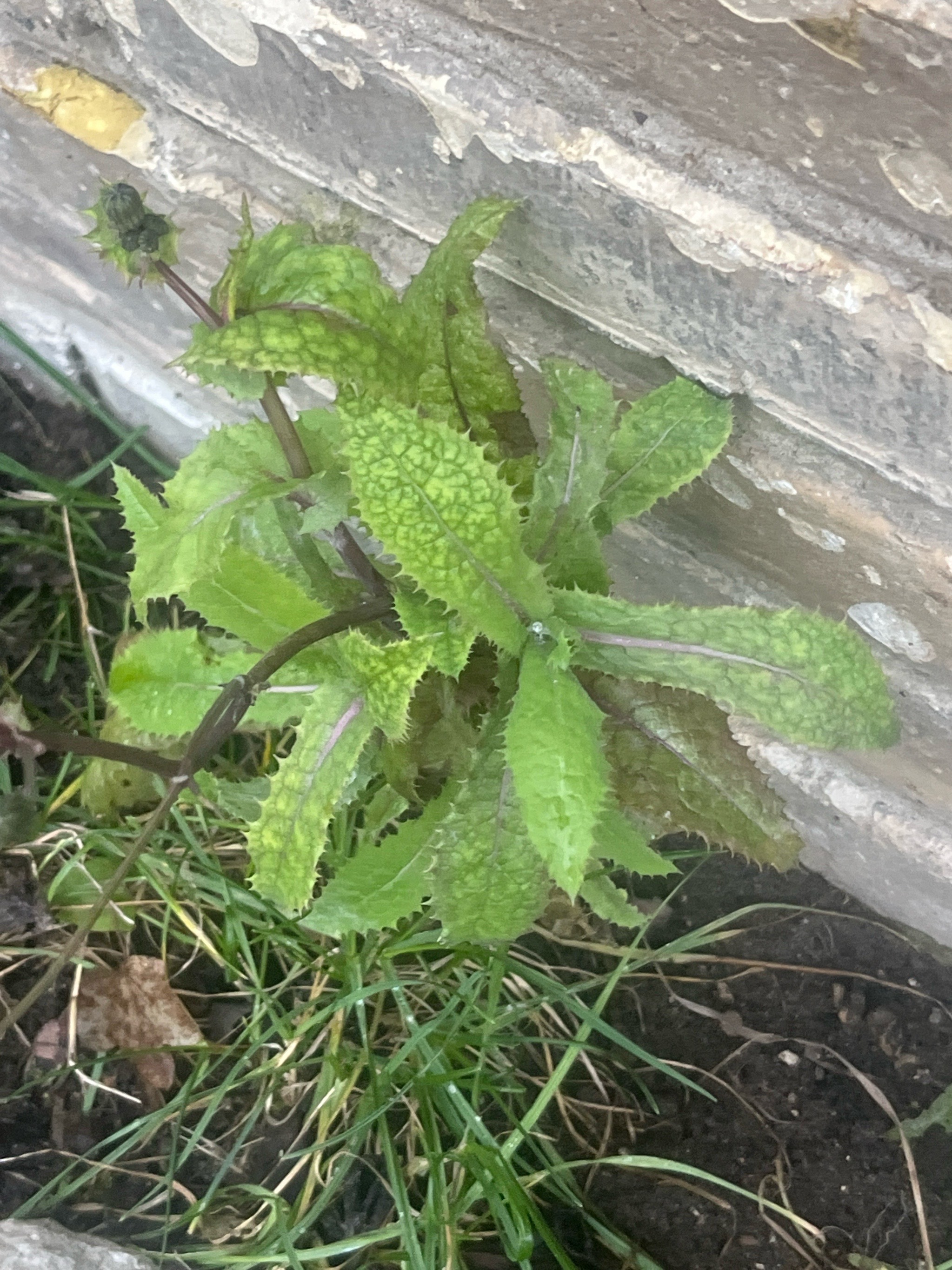 Sonchus asper (prickly sow thistle) (alternate view 14)