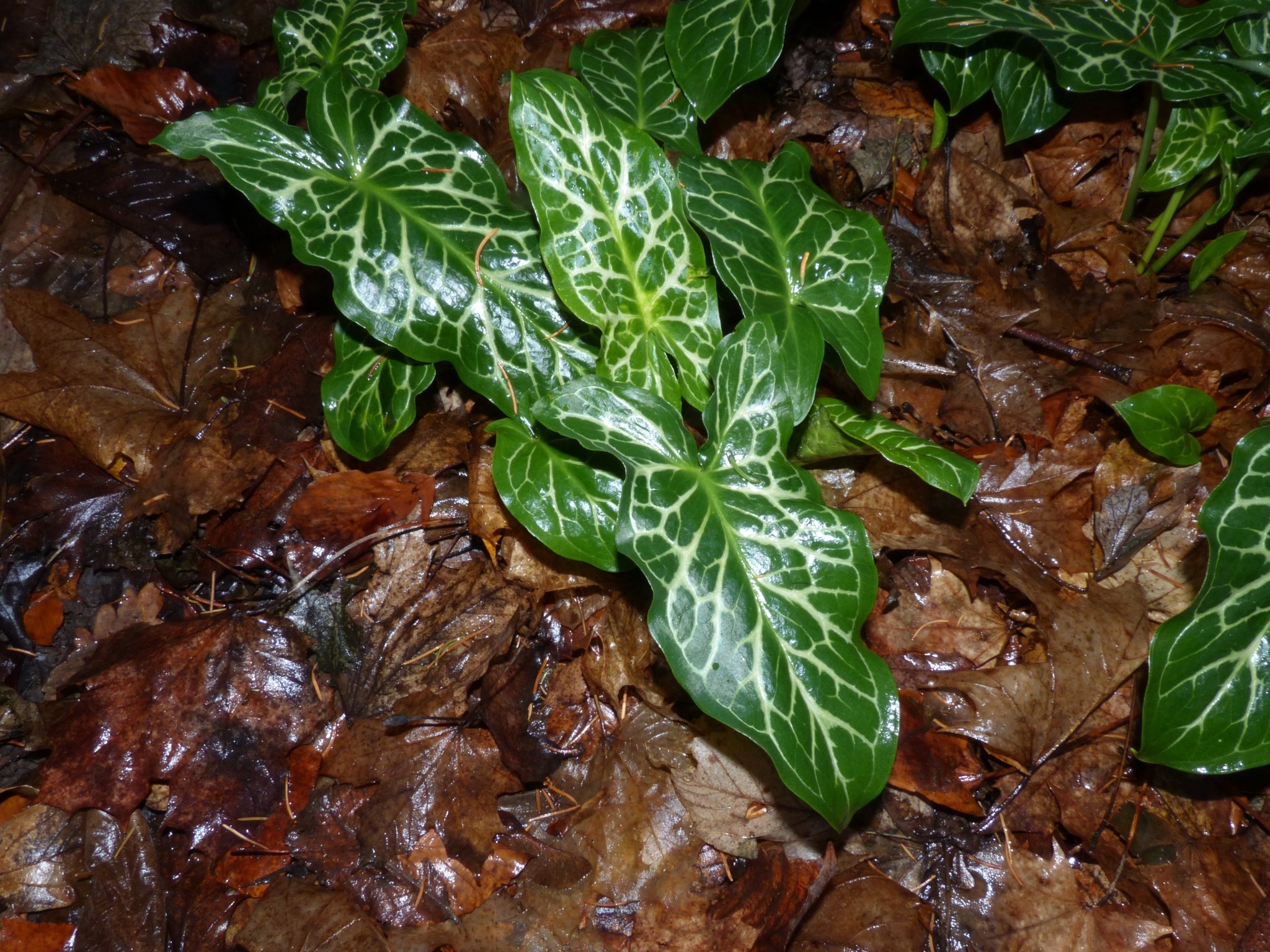 Arum italicum (lords and ladies) (alternate view 9)