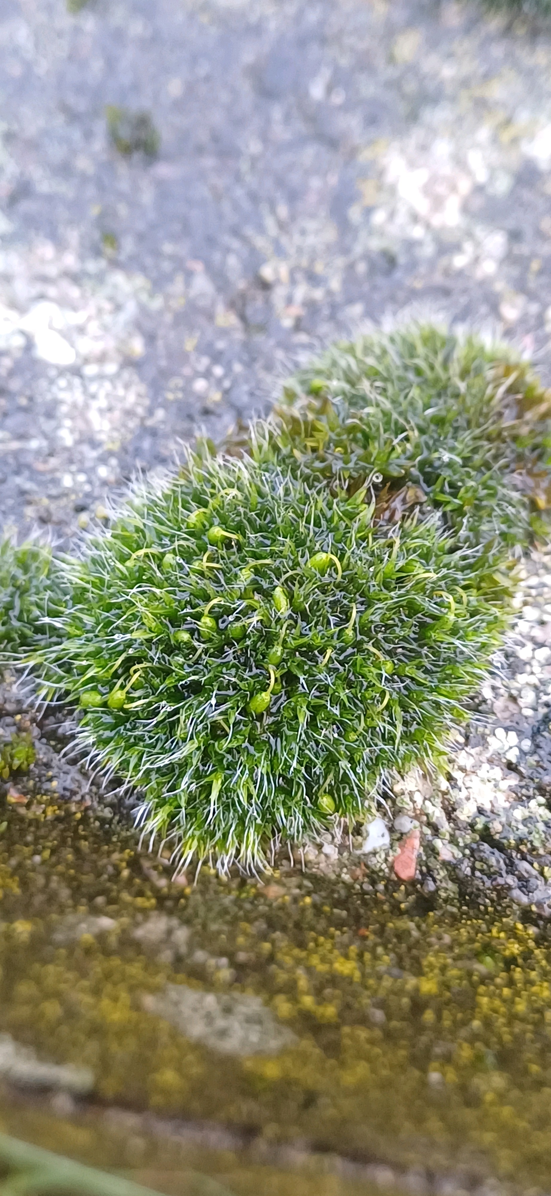 Grimmia pulvinata (Grey-cushioned Grimmia) (alternate view 11)