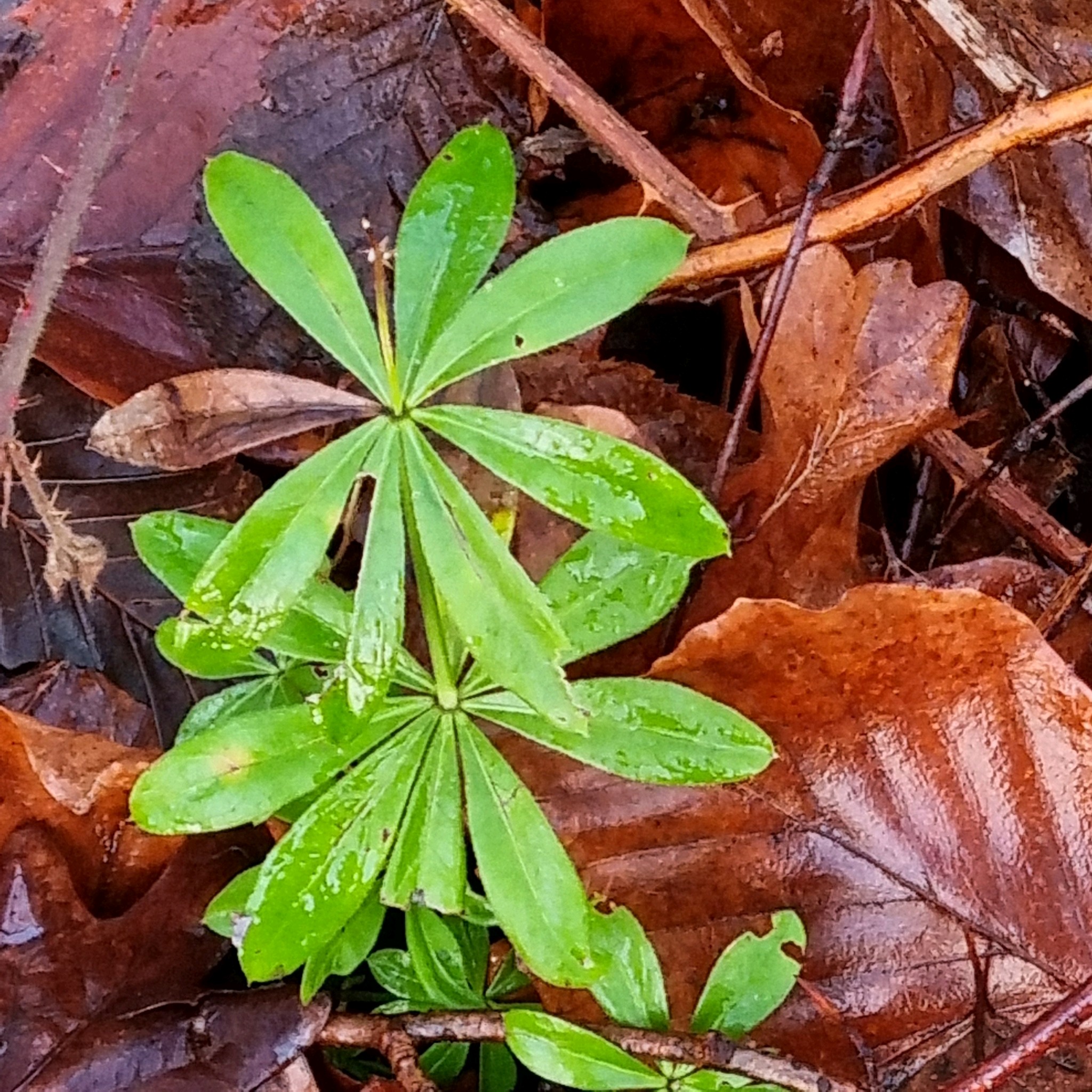 Galium (bedstraws) (alternate view 2)