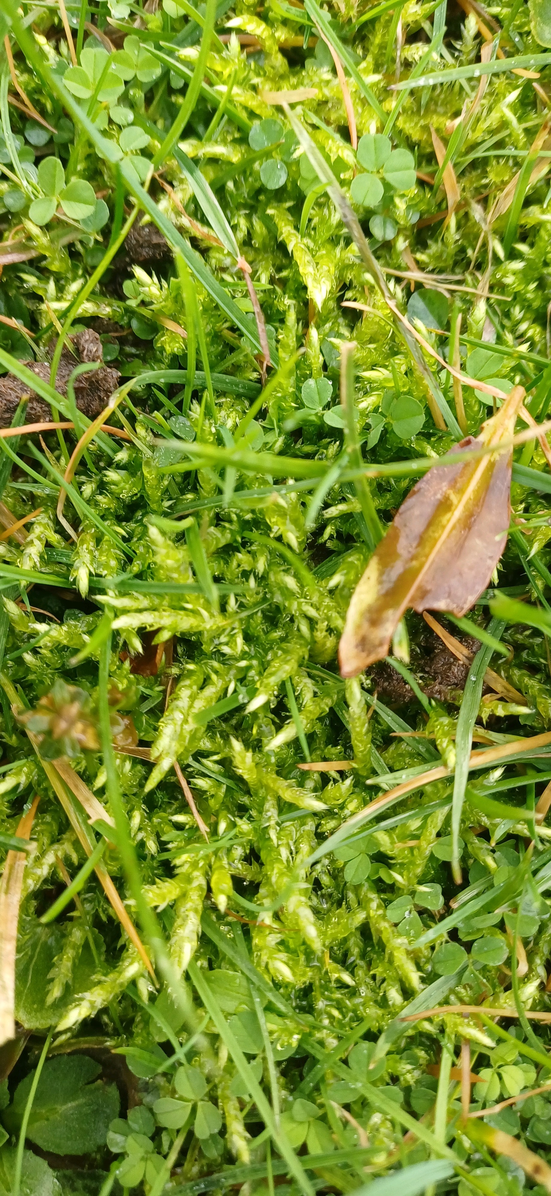 Brachythecium (alternate view 3)