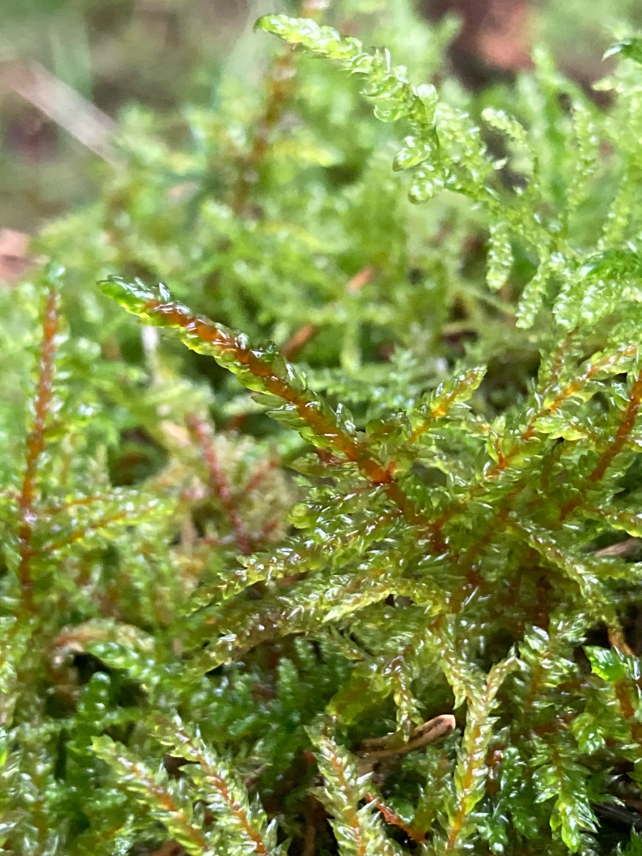 Pleurozium schreberi (Red-stemmed Feather Moss) (alternate view 10)