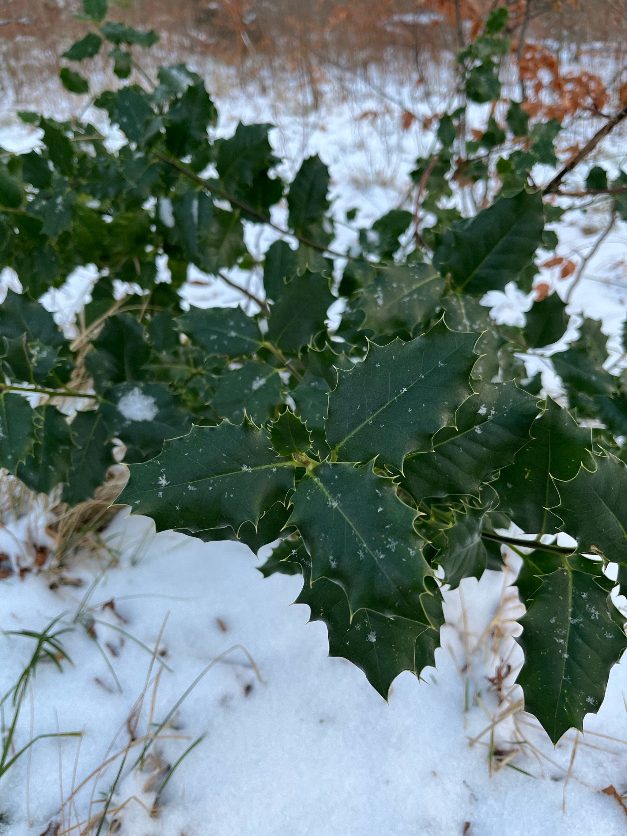 Ilex (hollies) (alternate view 4)