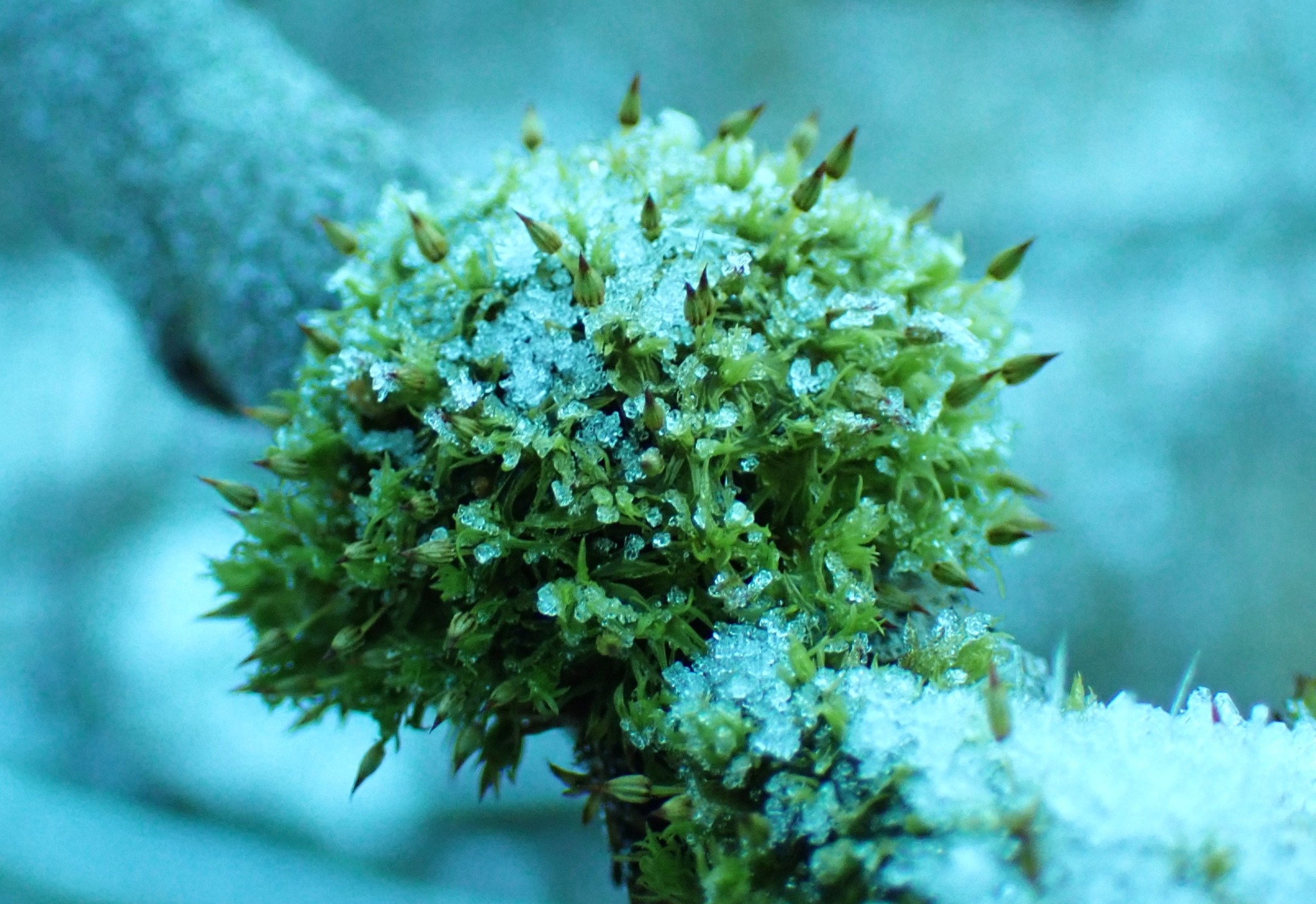 Orthotrichum (Bristle mosses) (alternate view 2)