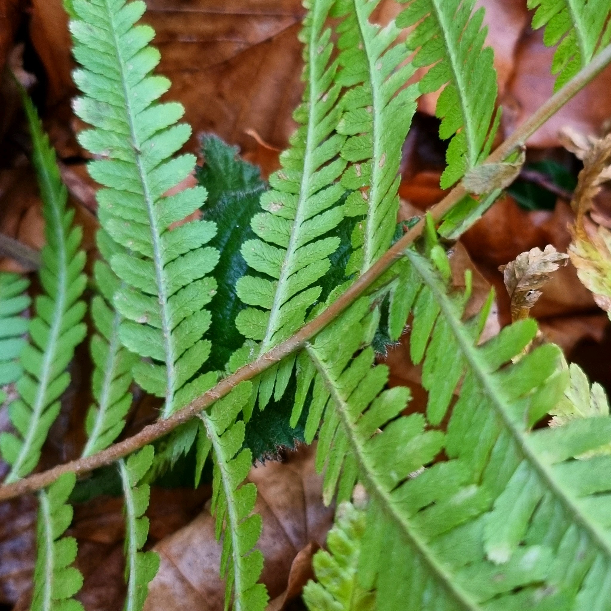 Dryopteris filix-mas (Male Fern) (alternate view 9)