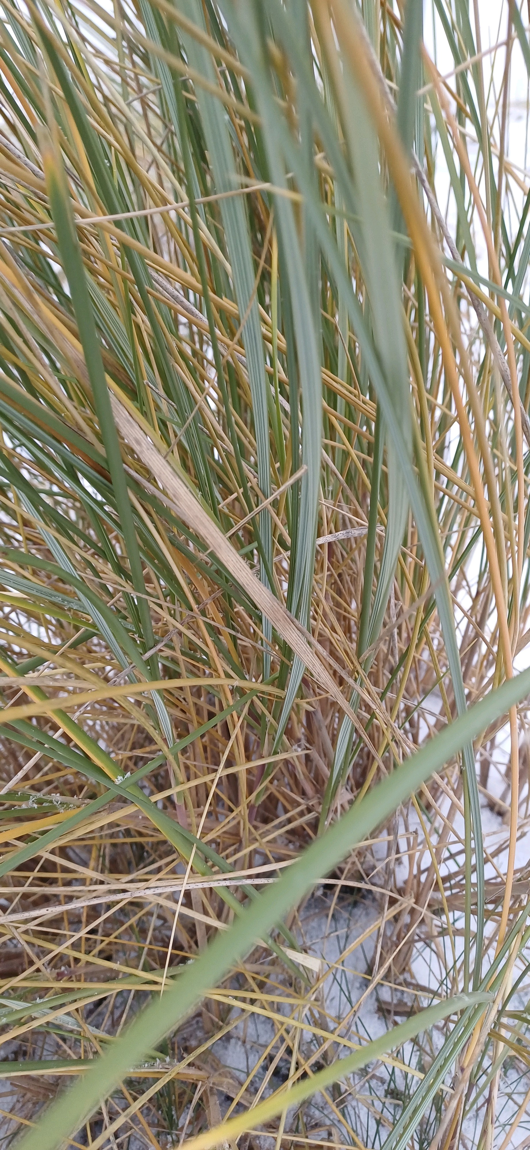Calamagrostis (Reedgrasses)