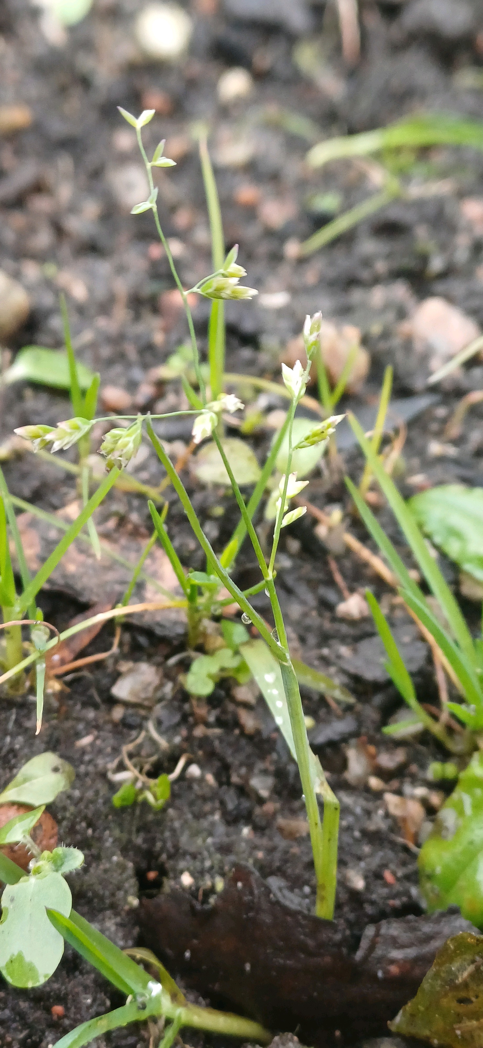 Poa annua (annual bluegrass) (alternate view 13)