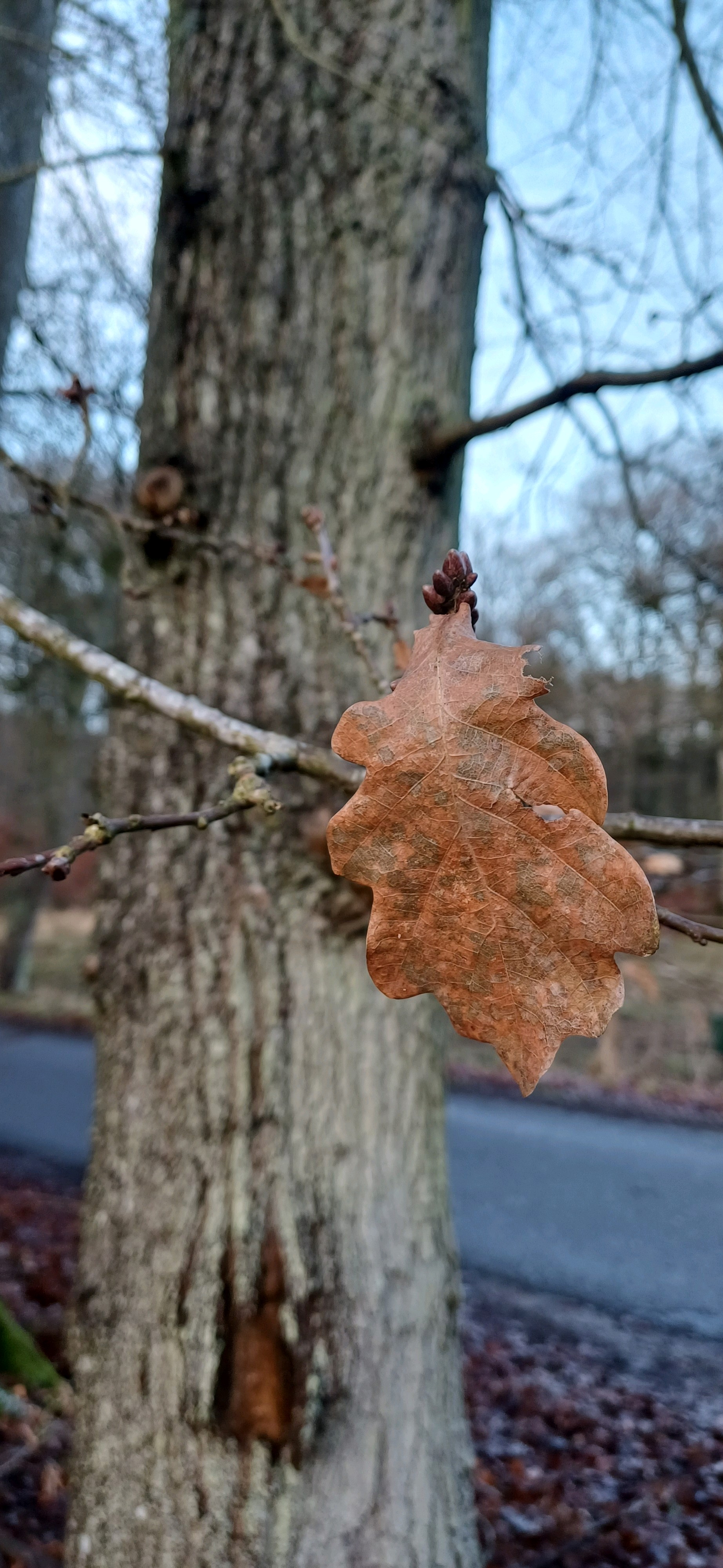 Quercus robur (English oak)