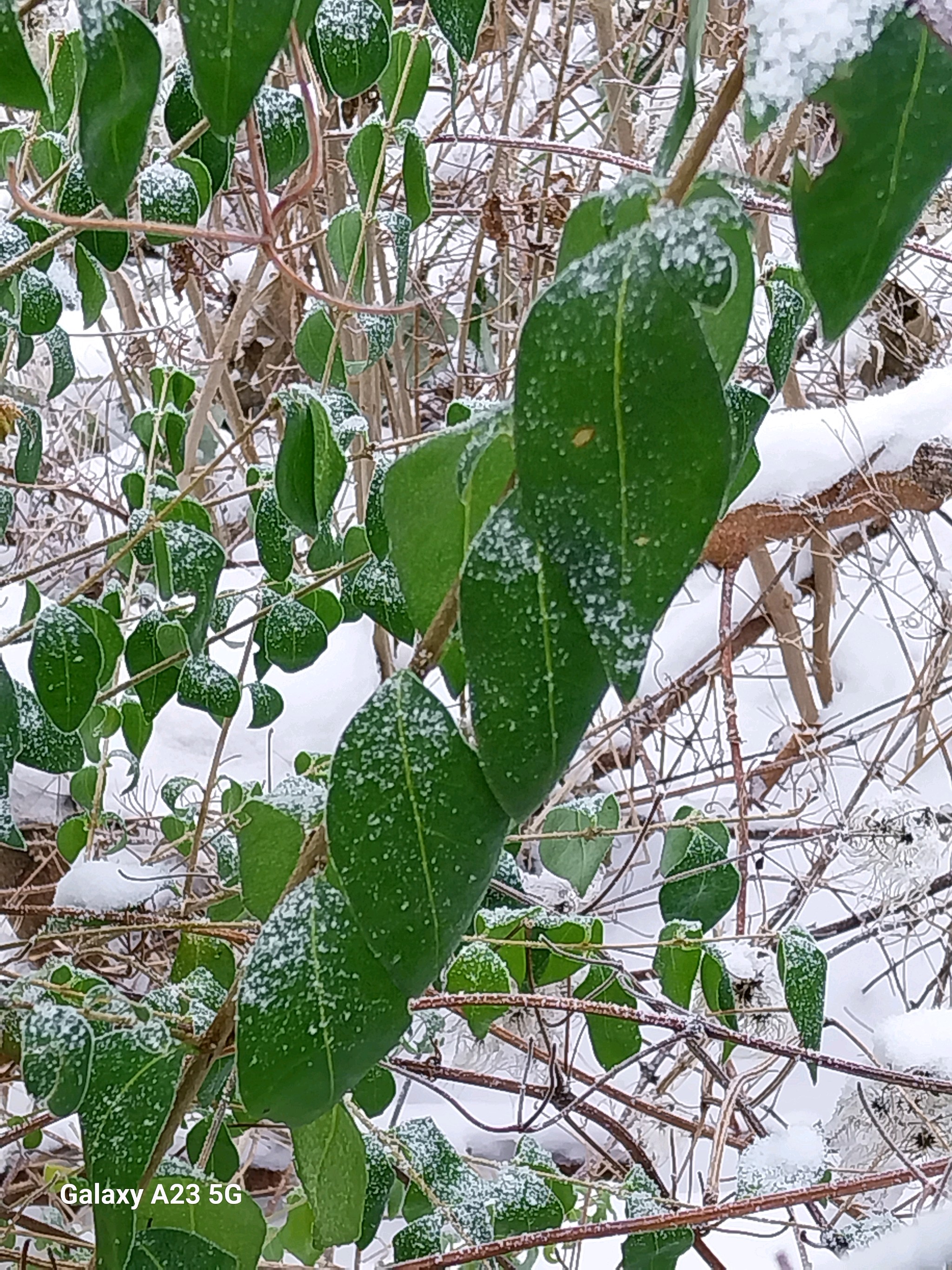 Ligustrum (privets) (alternate view 2)